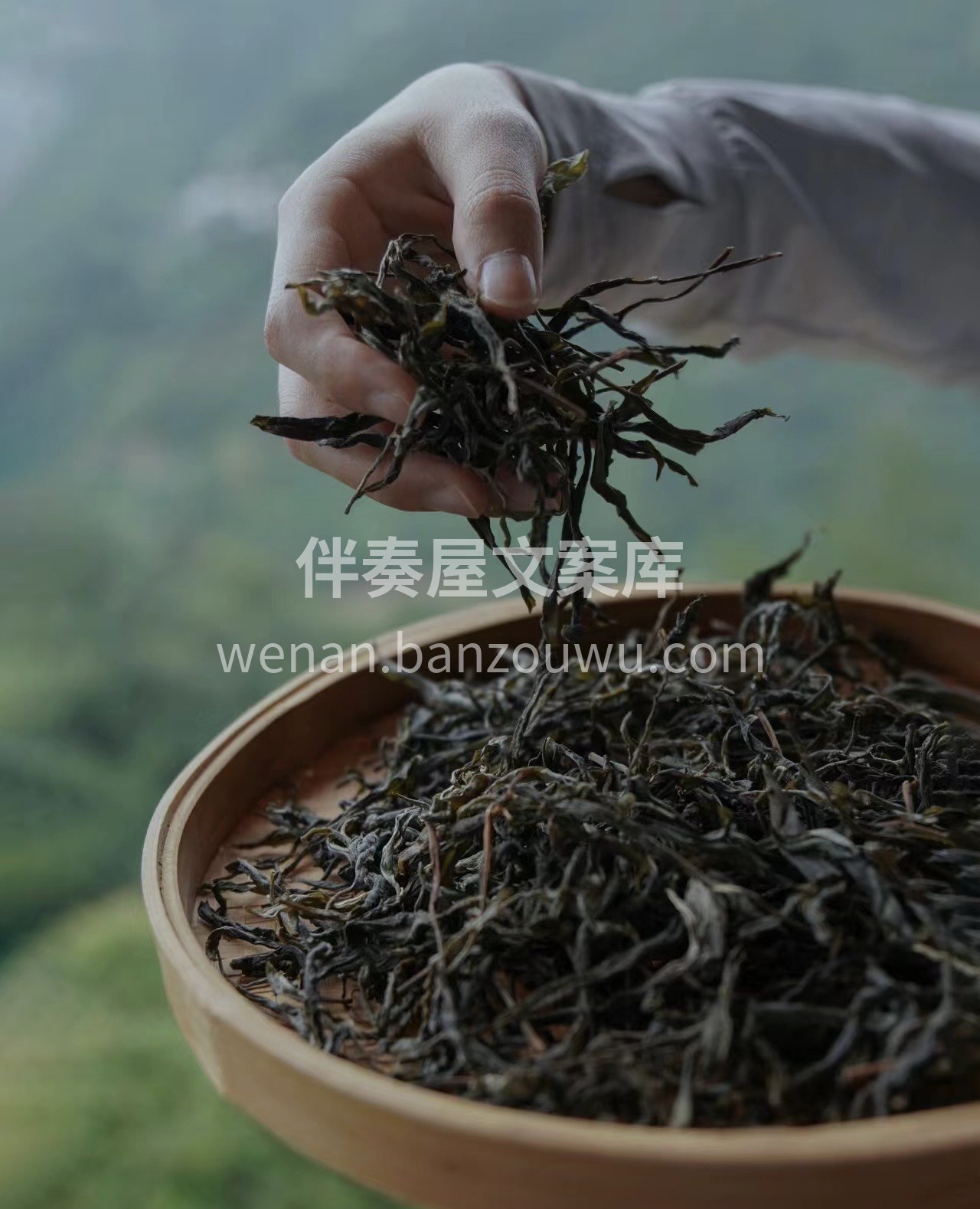 生长采摘萎凋！杀青 揉捻 晒青！体会一片 配图1