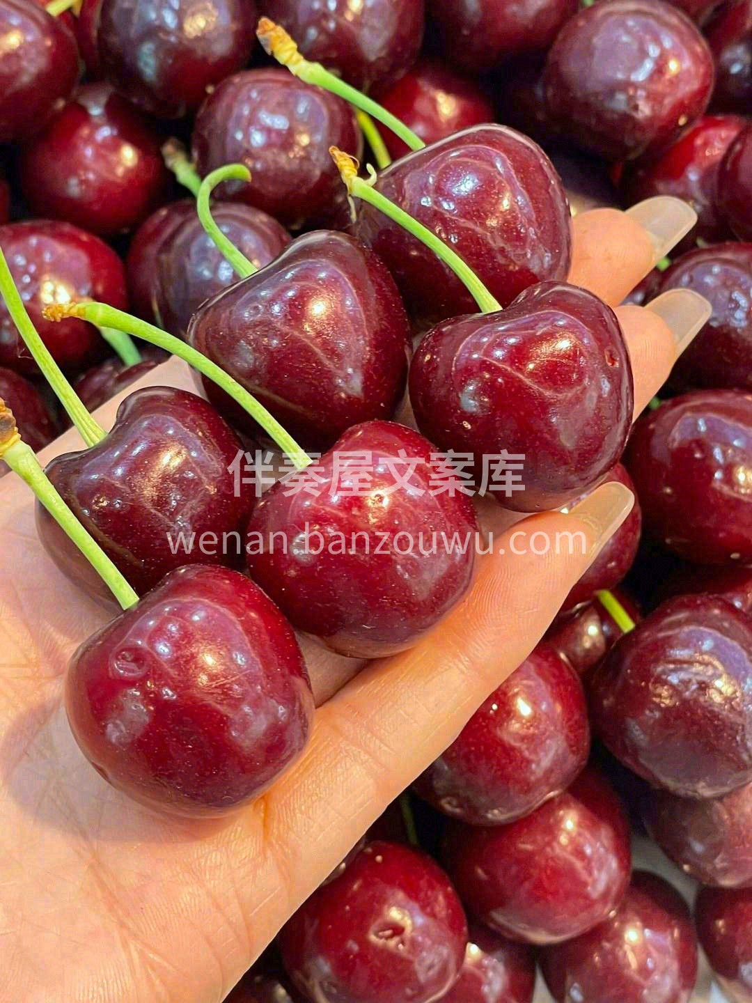 大连美早樱桃，再不吃就要错过了哦🚄 品尝 配图3