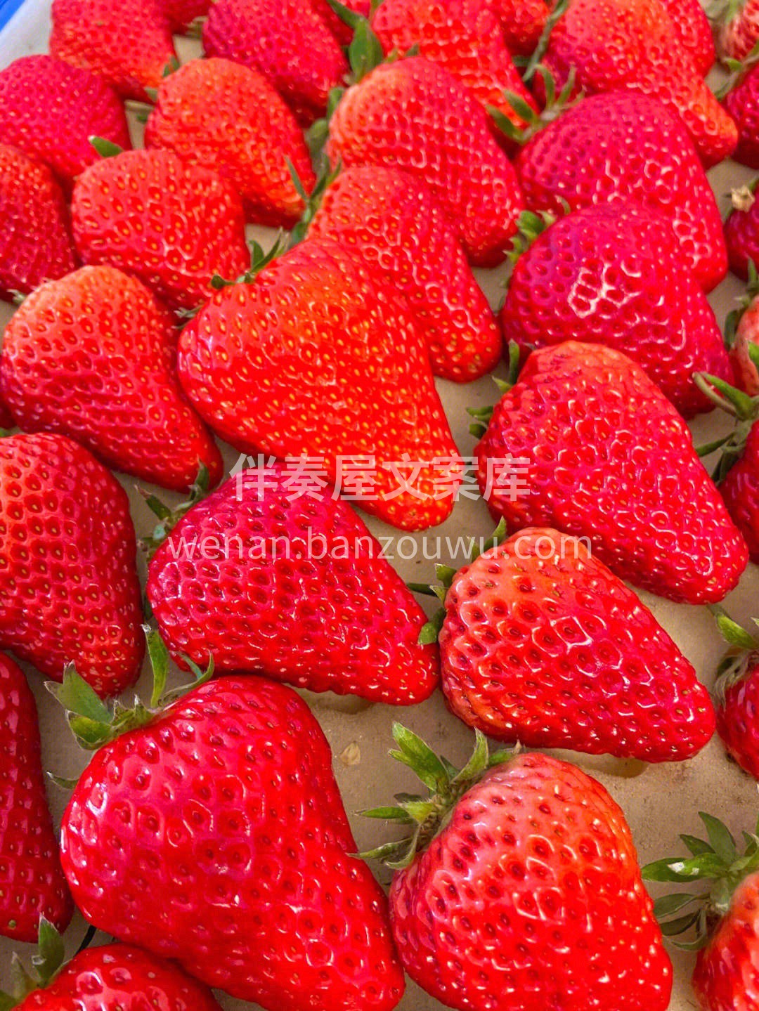 咬一口草莓尖🍓那份甜真真儿沁到人的心里去 配图3