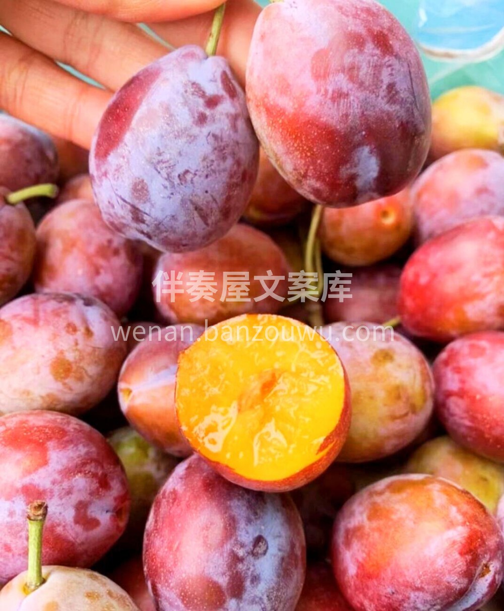 法兰西西梅水果界的“益生菌”👍🏻✨进口西 配图2