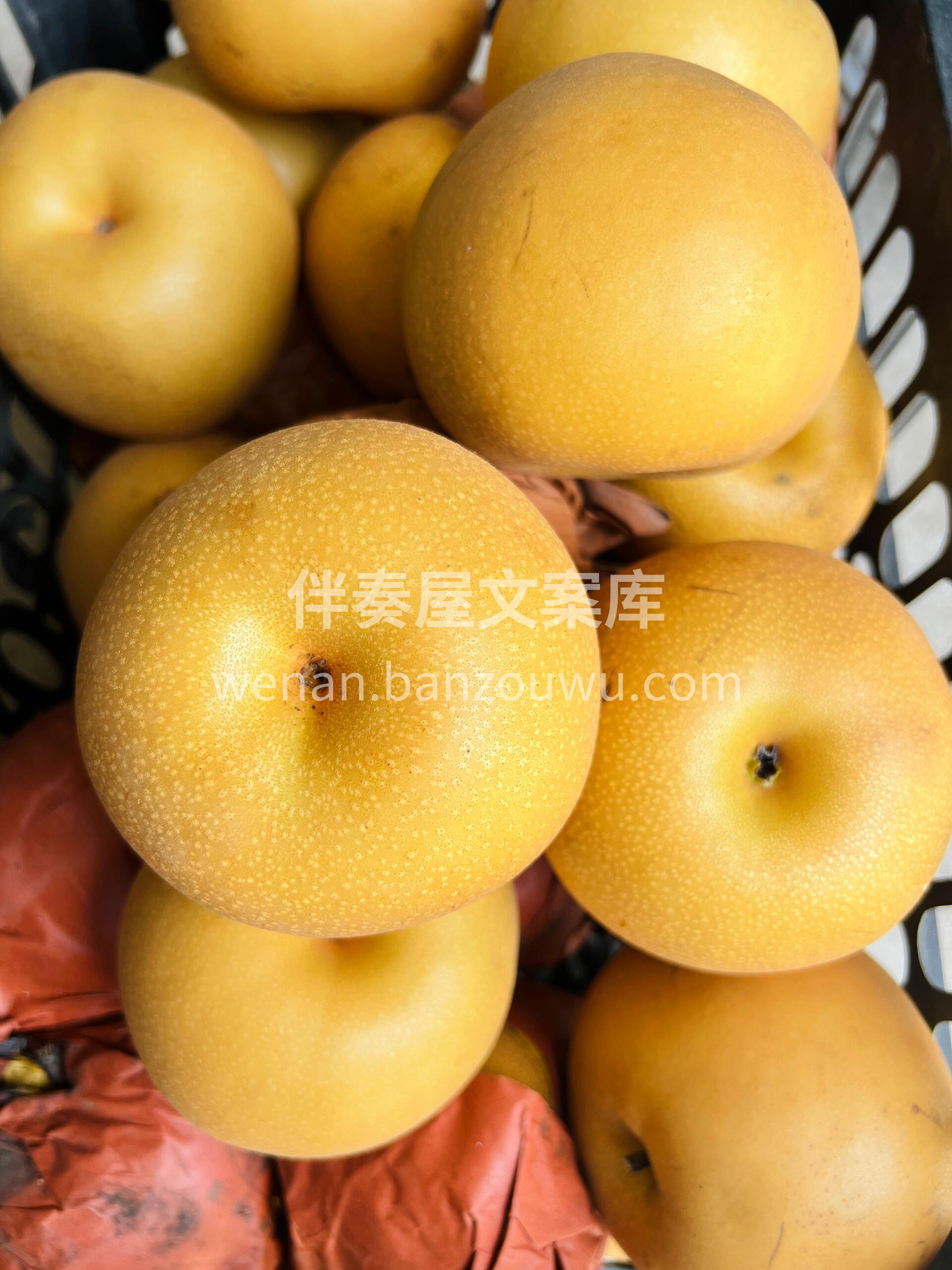 梨子届的白月光❗️ 秋月梨🍐一天一颗秋月 配图3