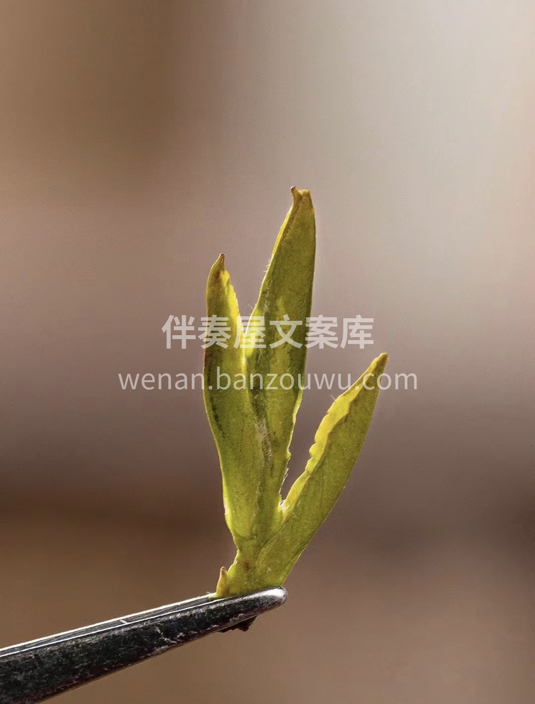 绿茶届的天花板，明前头采龙井。头采高香龙 配图1