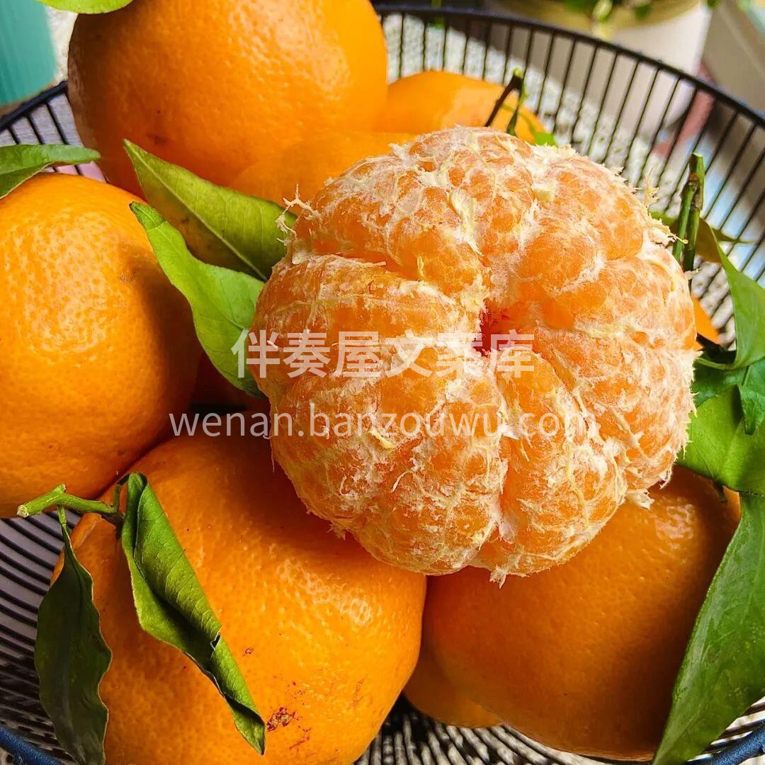 🍊春见耙耙柑 不管你的城市吹风下雪， 我 配图3