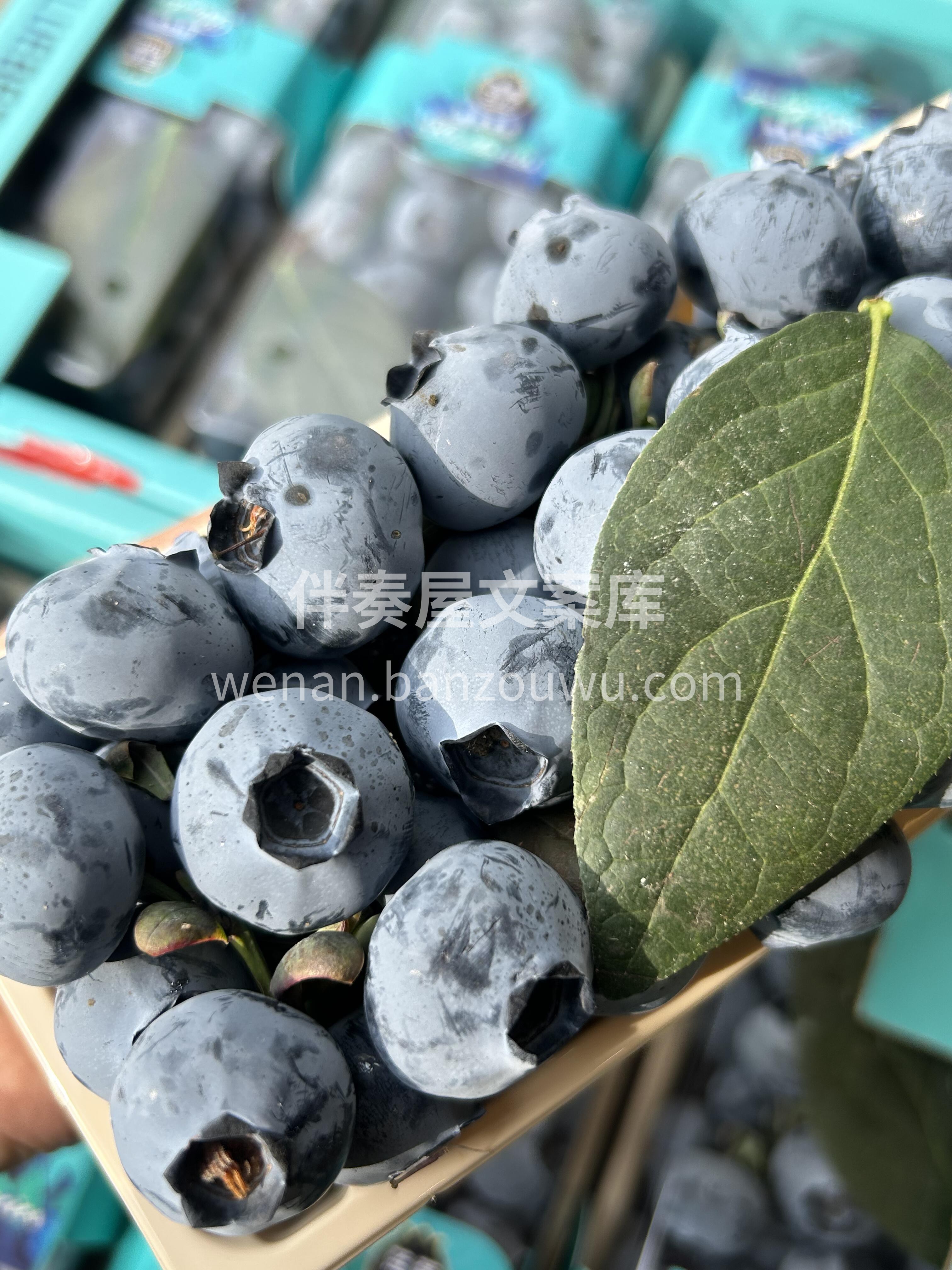 🫐串枝蓝莓！🌿 带枝的更新鲜✨ 串枝蓝莓 配图1