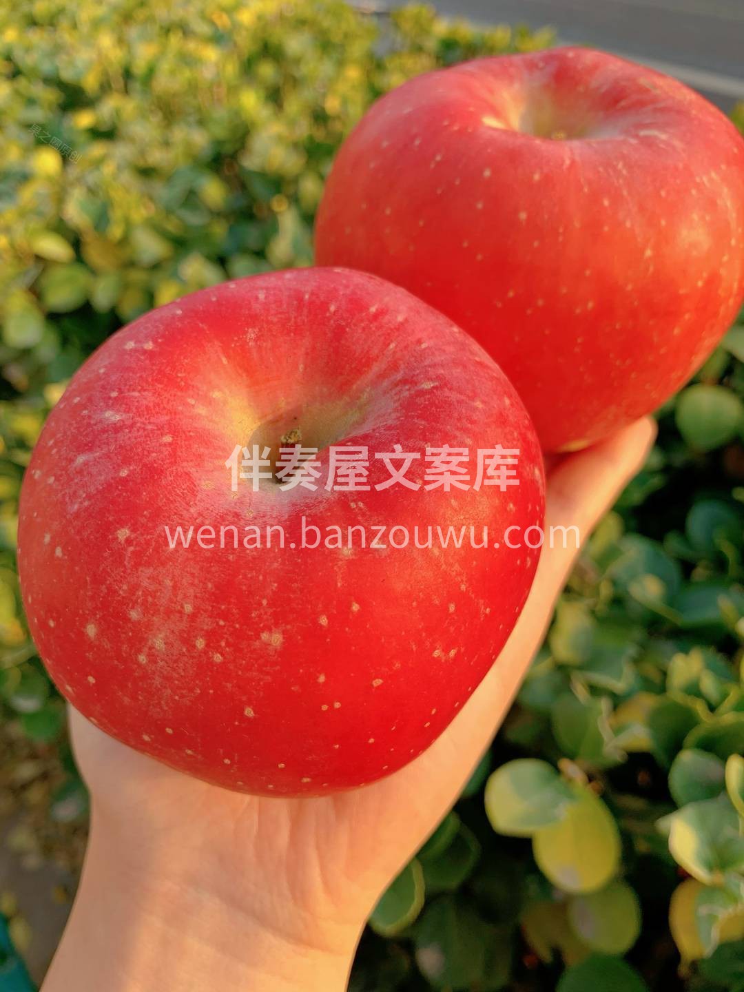 🍂一抹胭脂落在个大饱满的红富士上🍎 它看 配图2