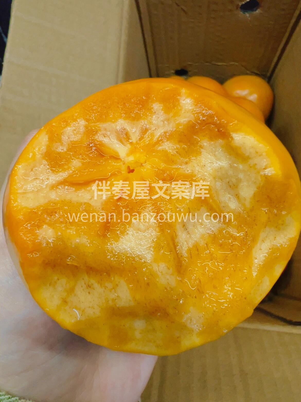 🧡『巧克力脆柿』 🍅柿子界的“压轴爆款” 配图2