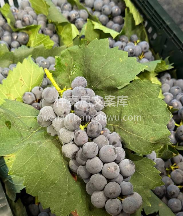 推荐❤️🧑‍🌾夏黑葡萄🍇 不用吐籽的“葡 配图3