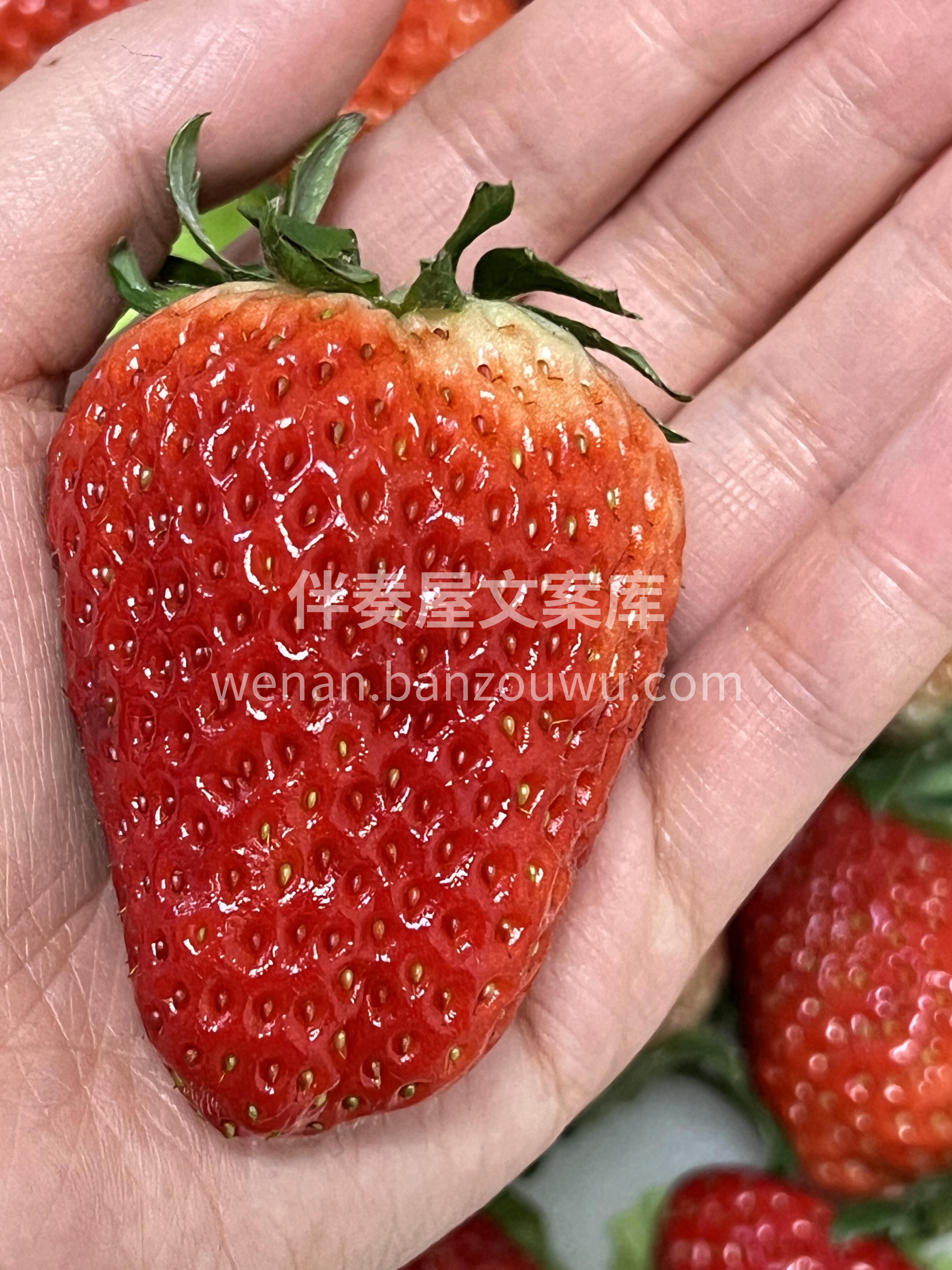 🍓一颗红颜草莓，自然红透谁能不爱呢💕 一 配图1