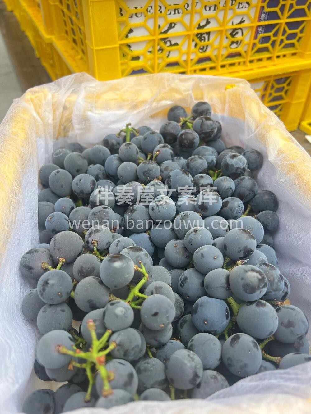 蓝莓熟啦🍇是‮萄葡‬出了‮还轨‬是蓝莓劈 配图2
