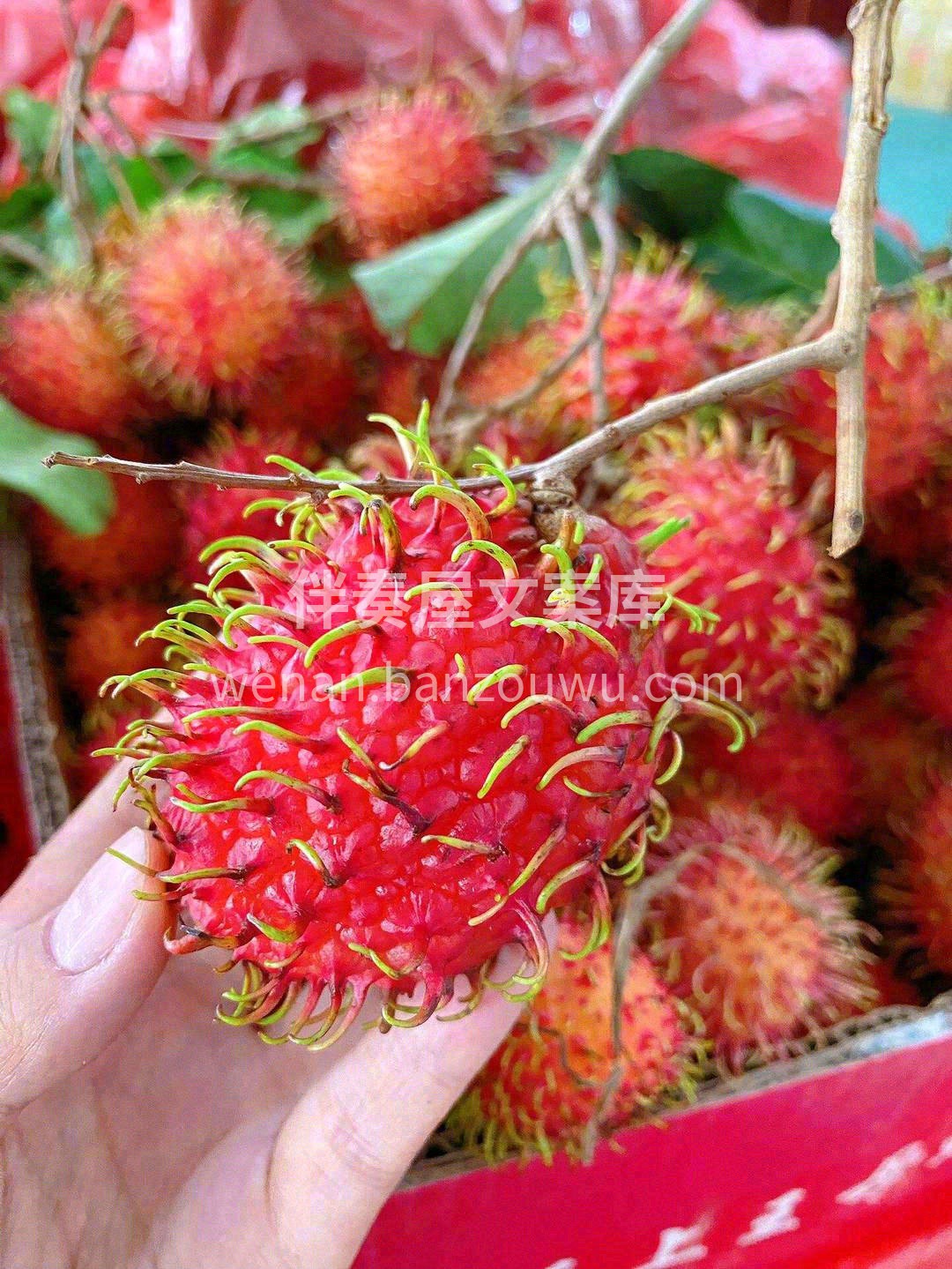 ✨颗颗饱满肉厚，清甜带香，红毛丹通身莹白 配图3