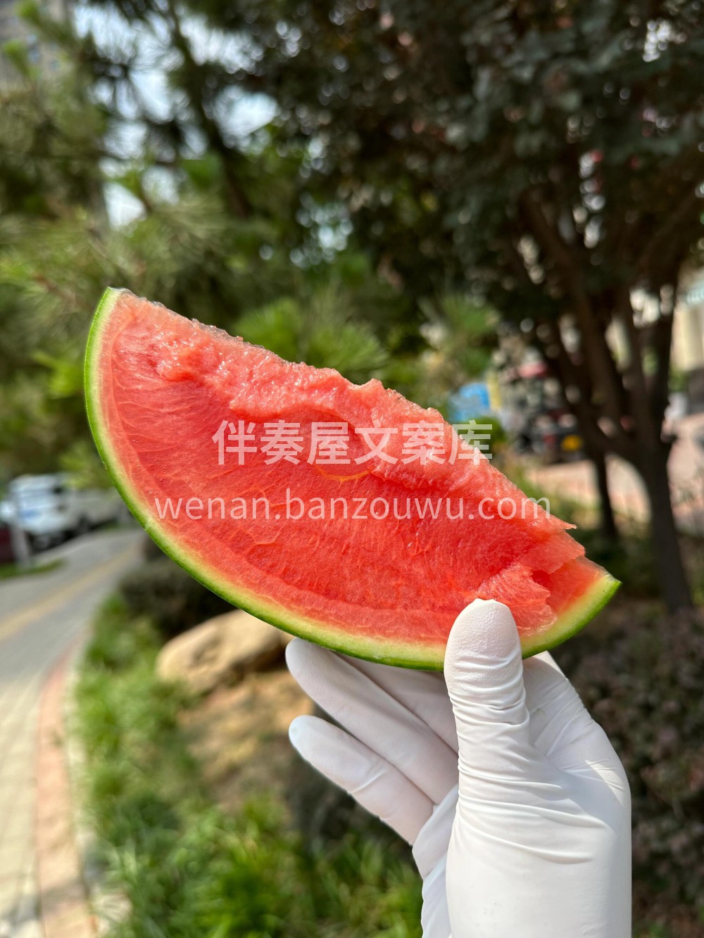 远方的小西瓜🍉是吊瓜‼️ 有充足的光照🌞 配图1