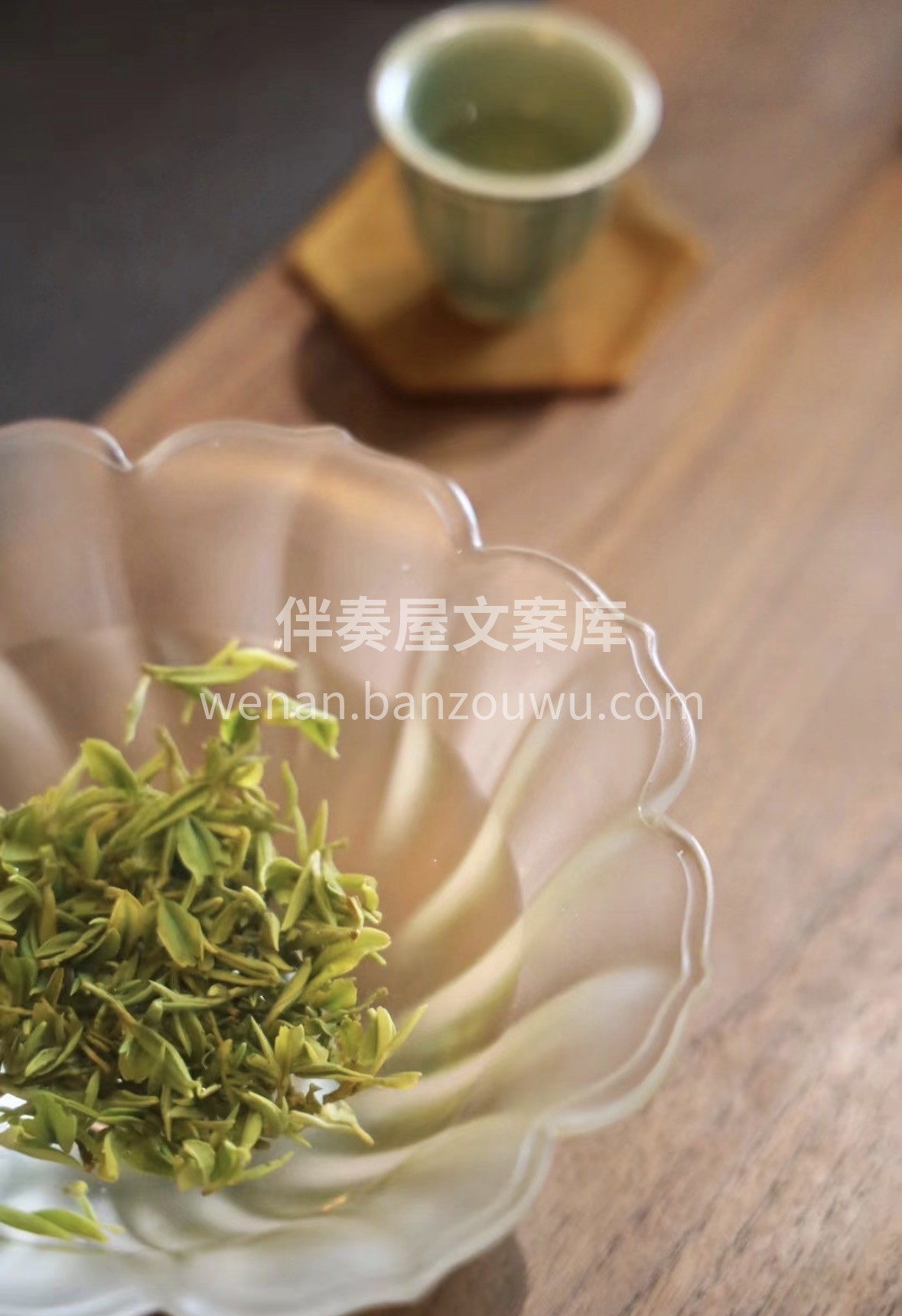 山海间的日照绿茶，泡的是鲜爽，品的是情怀 配图2