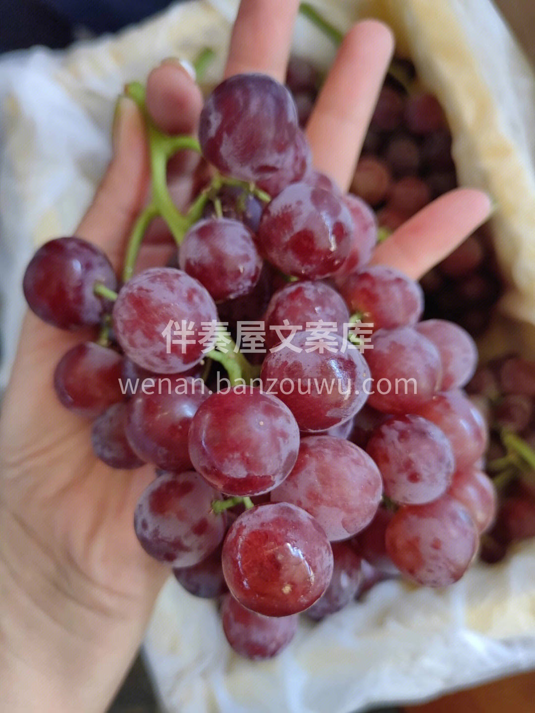 🍇新疆无核红宝石葡萄果皮紫黑色 小小一颗 配图1