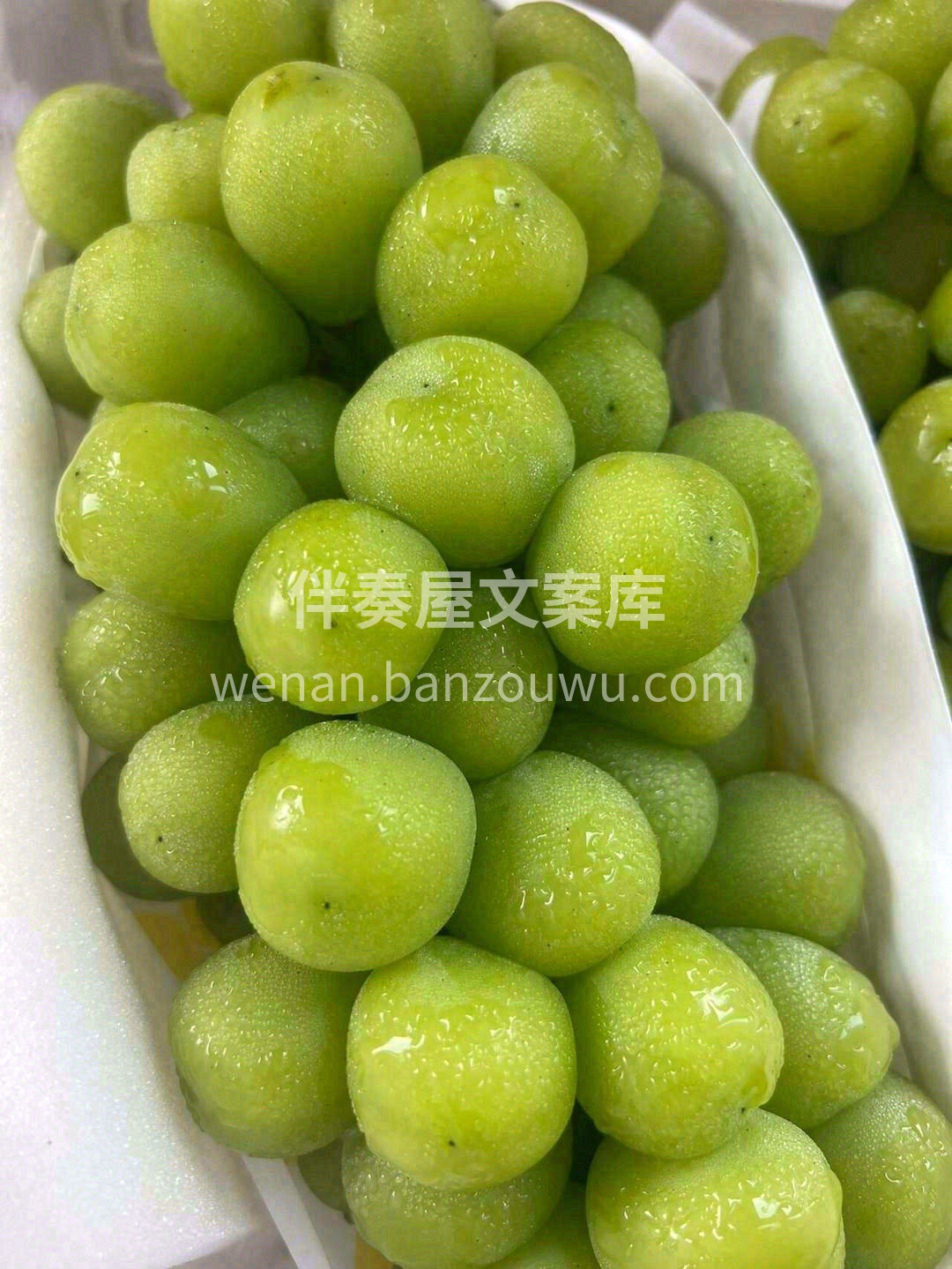 在这乍暖还寒的天气里寻一串完美的提子！  配图2