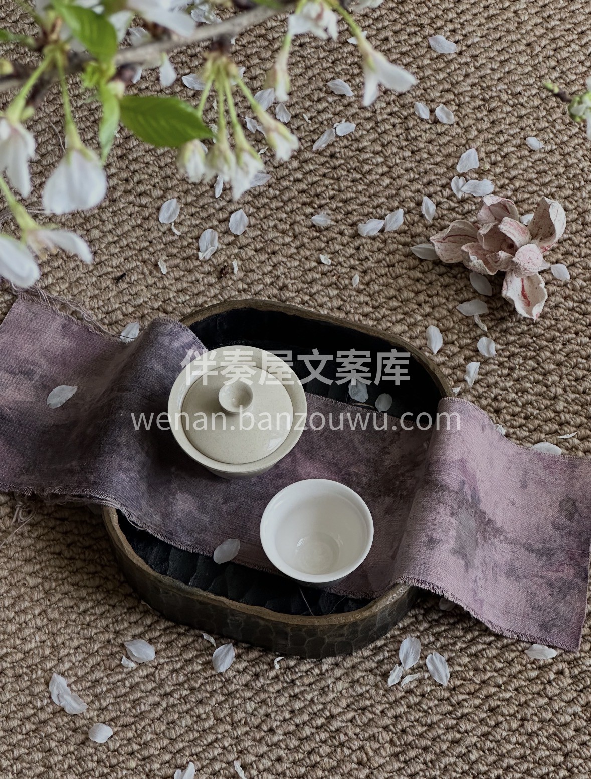 『茶席』-樱花🌸 早樱已经开始落下花瓣啦 配图2