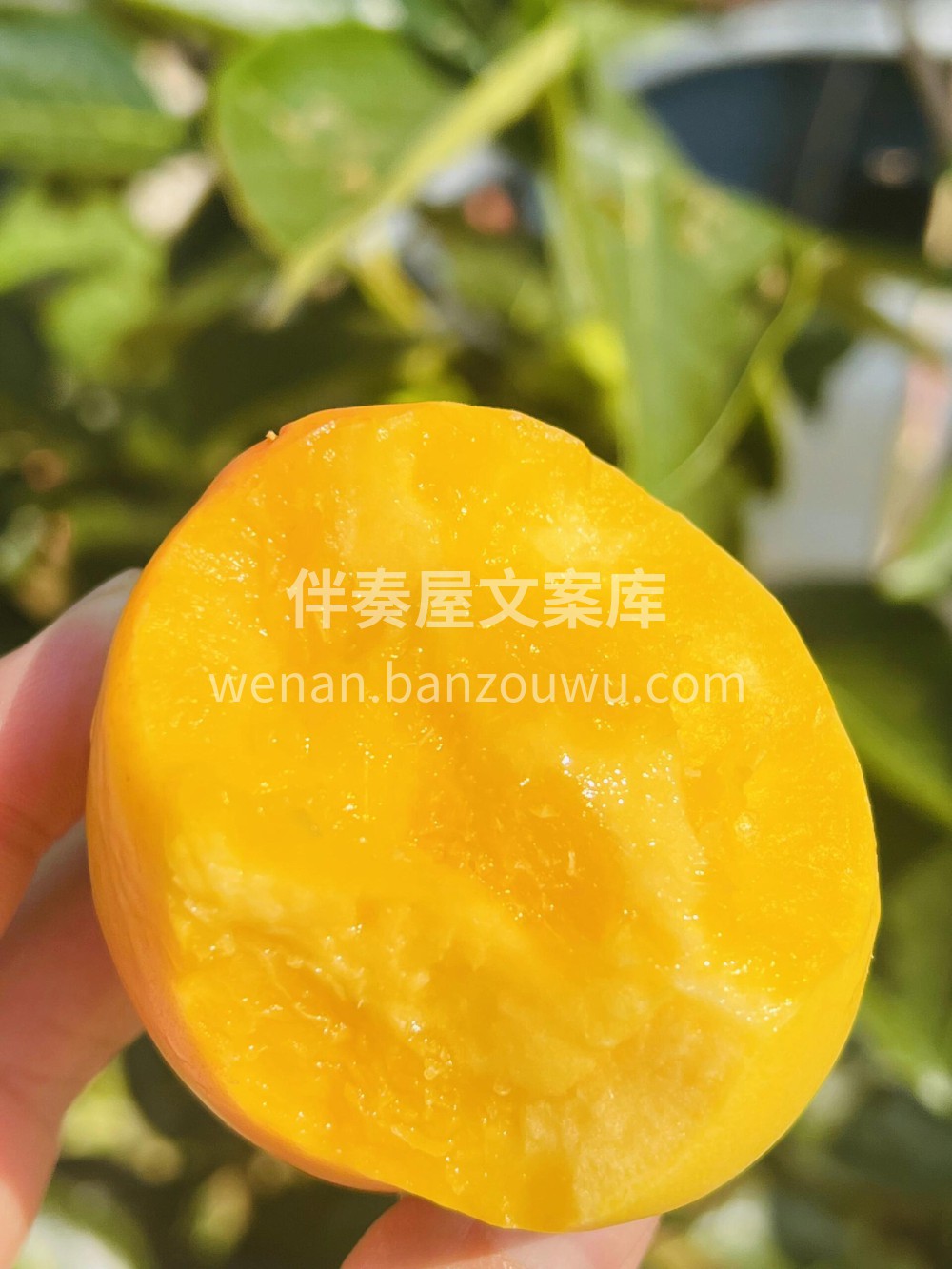 呼叫桃子控🍑～ 露天的芒果油桃来了纯甜🍭 配图1