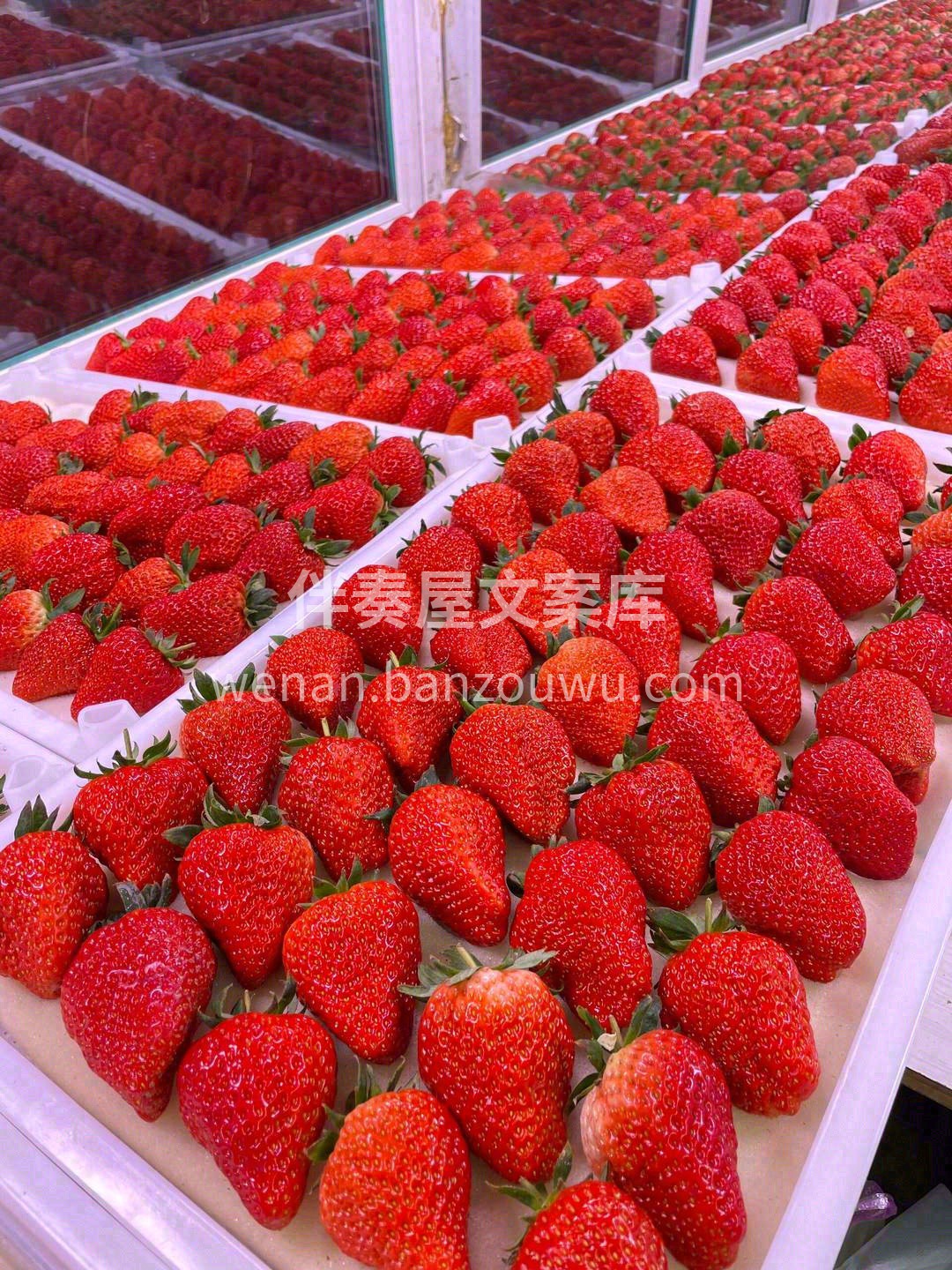 红颜草莓🍓 嘬一口草莓尖，丝丝甜意立马填 配图2