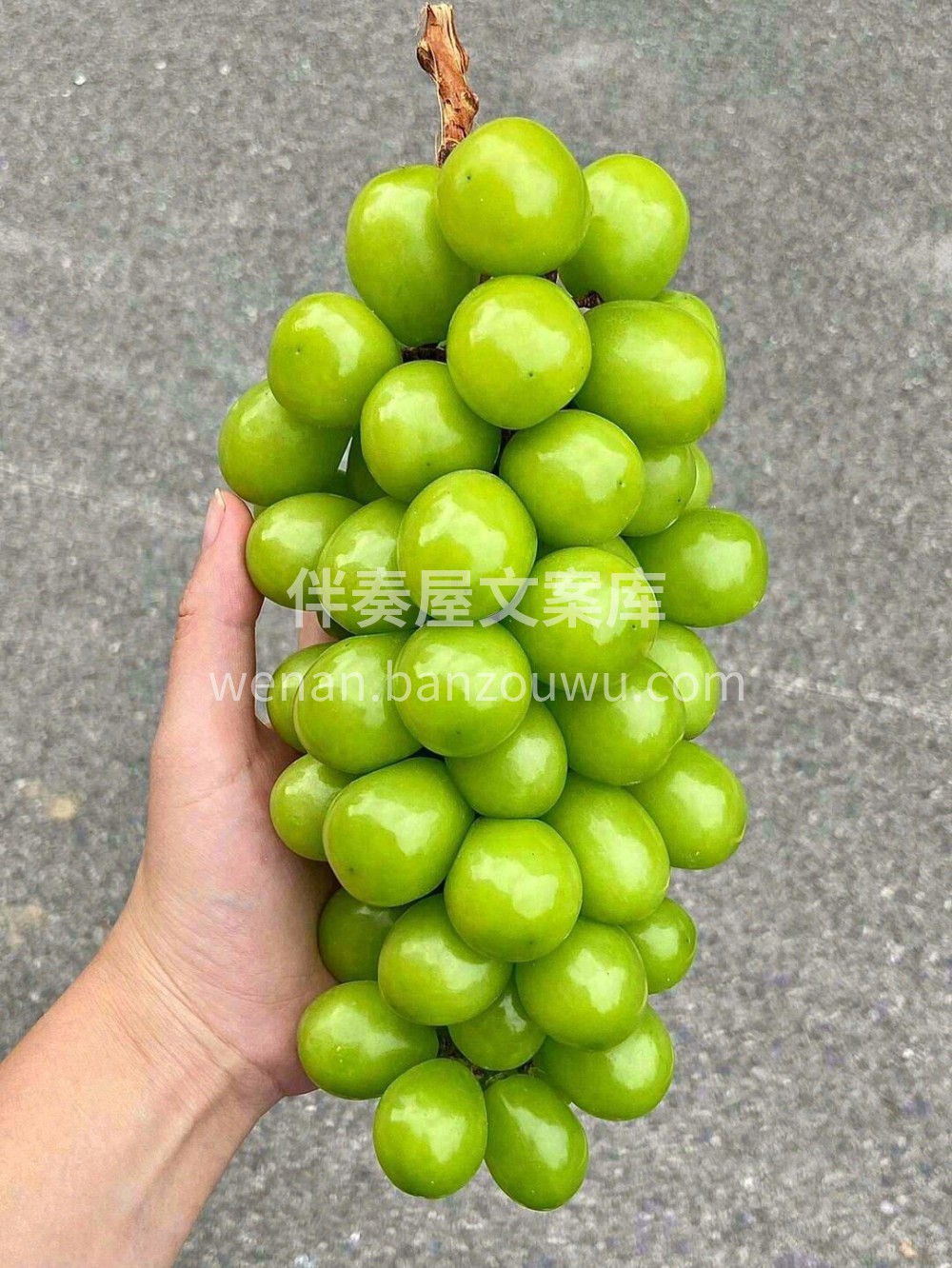 👆能在葡萄界一骑绝尘，光靠美貌是不够的‼ 配图3