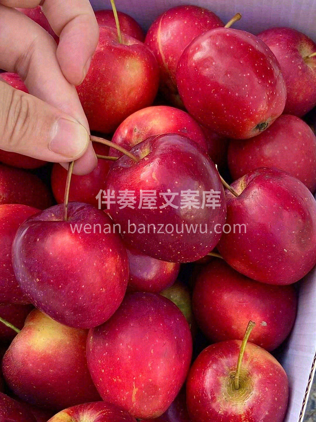 闻着清香，吃后留香～🍎 轻轻咬一口，酸酸 配图3