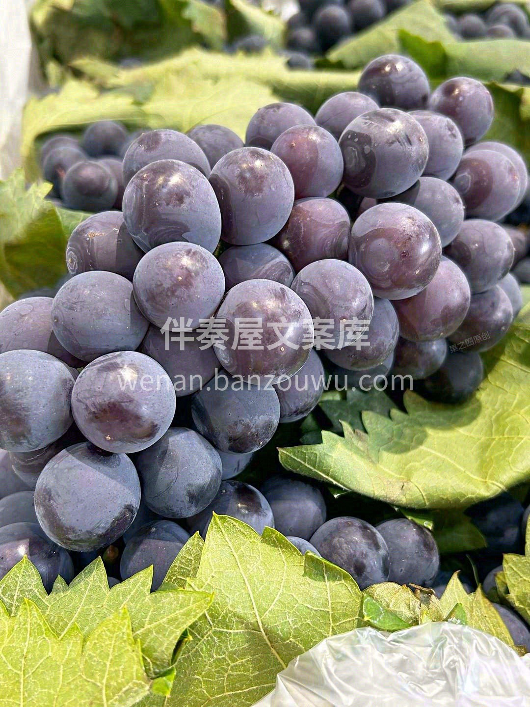 “鲜”气十足的巨峰葡萄到货啦🚚 粒粒硬身 配图1