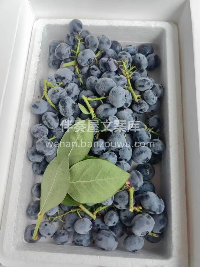 【串枝蓝莓💙】 枝串果，超级新鲜，满满果 配图3