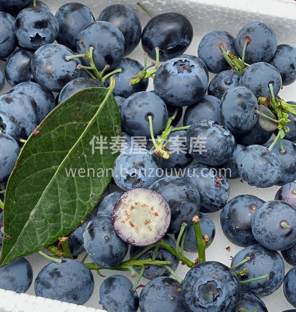 这大蓝莓我真的爱了，口感真好😋现在的蓝莓 配图2