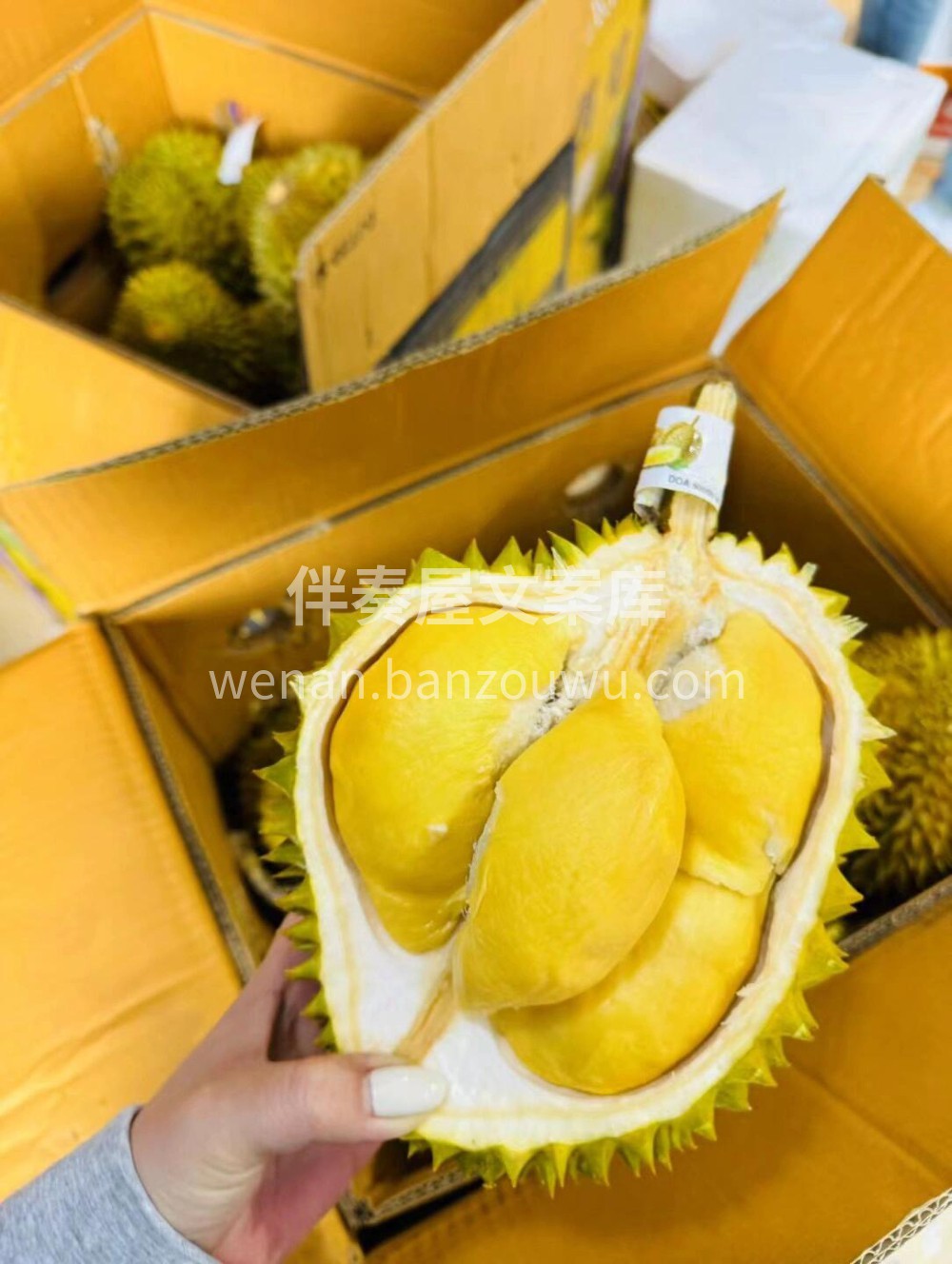 今天的青尼榴莲就是黄胖子☺️泰国🇹🇭青尼 配图3