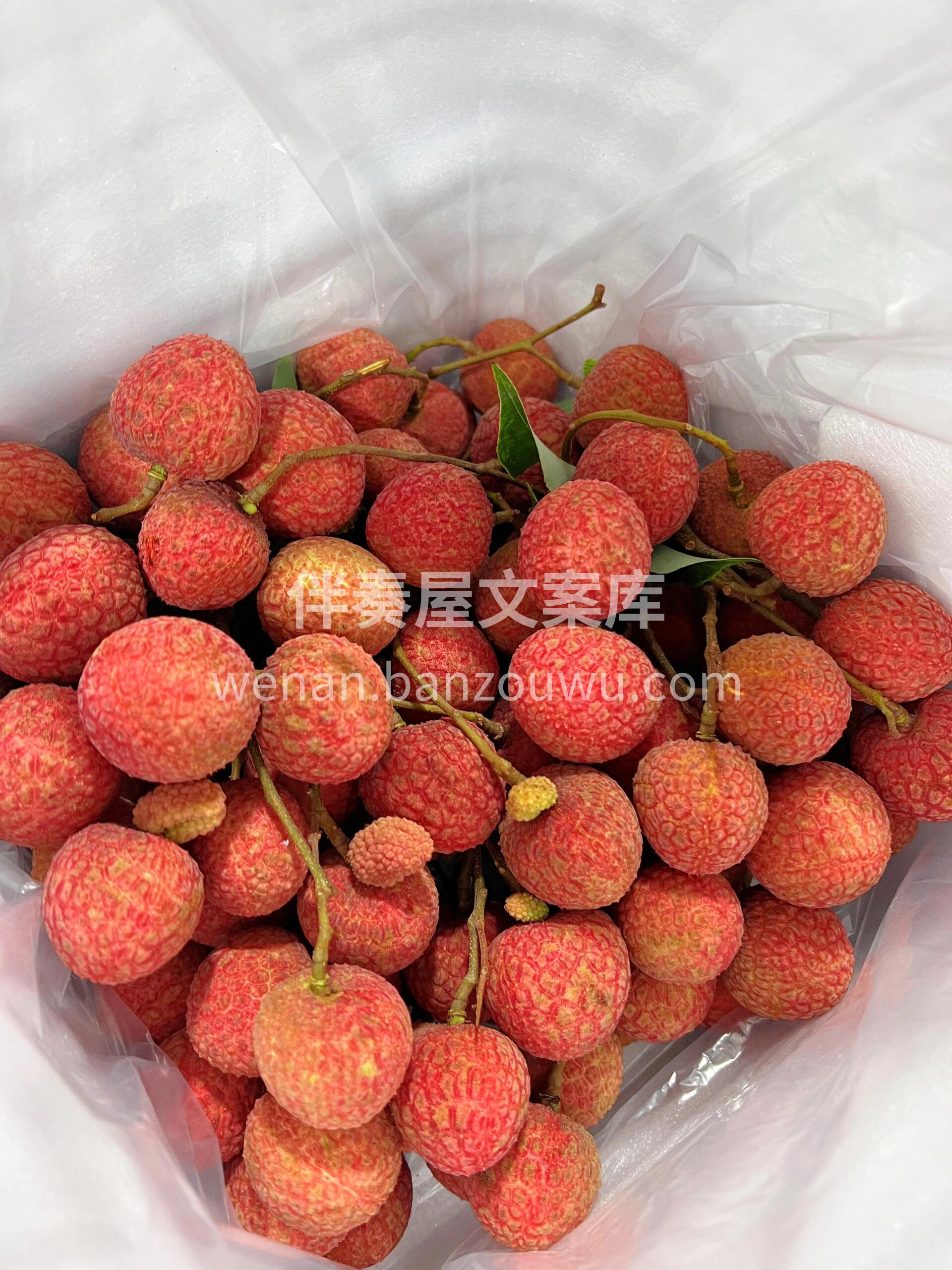 #荔枝成熟季♥️ 每一颗白糖罂，如同珍珠 配图2