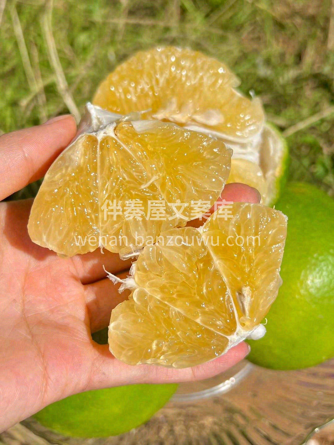 个头不大，却像一个实心铅球一般沉甸甸🐳  配图3