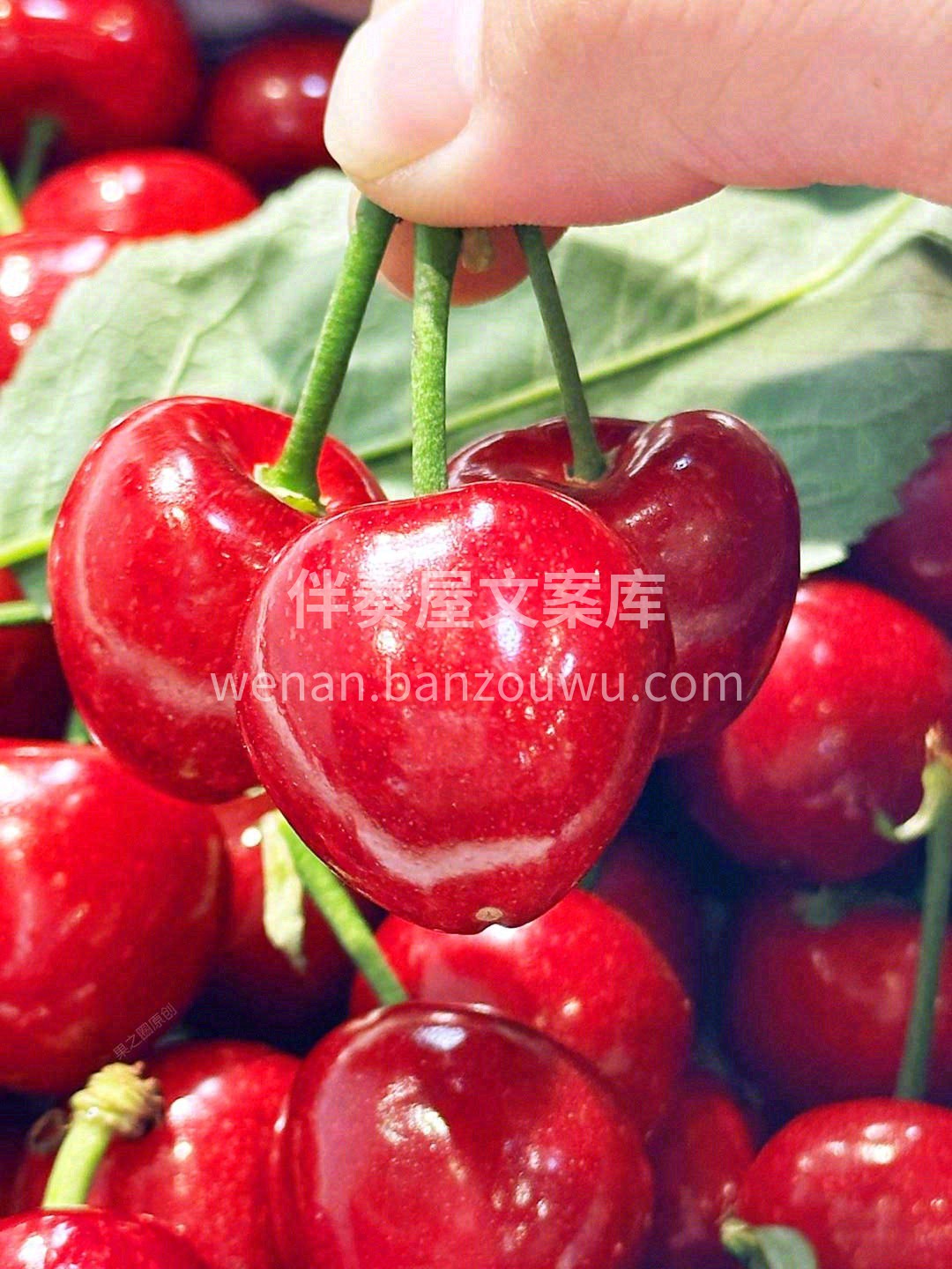 脆甜可口的第一好吃的🍀美早樱桃🍒 只为懂 配图1