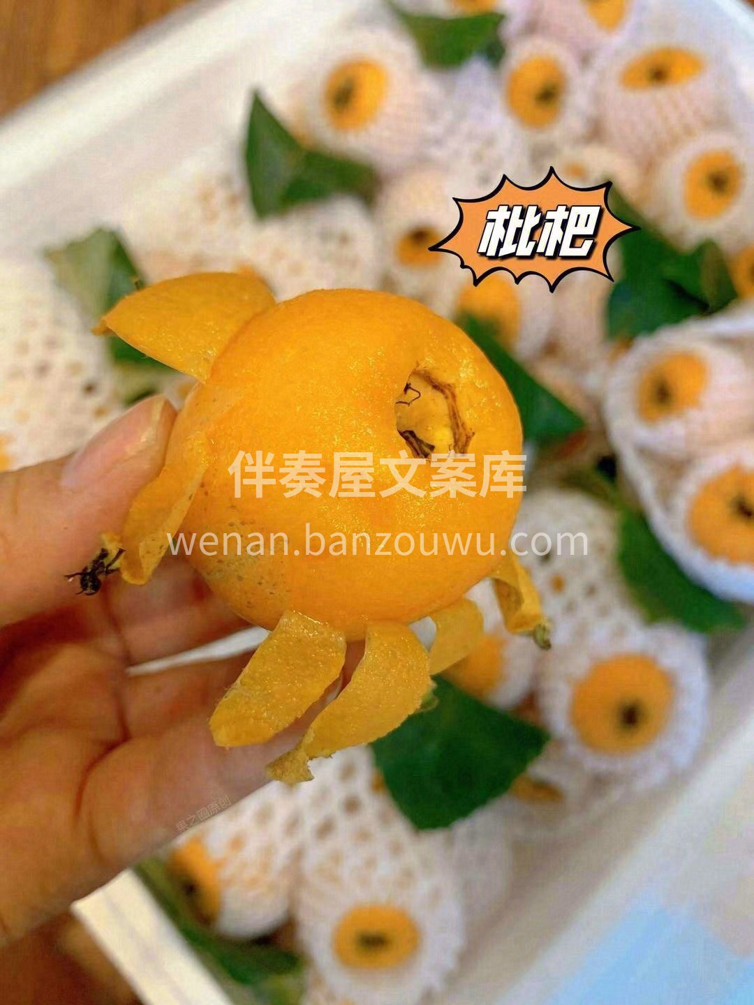 唤醒春天的味道? 五星枇杷来啦?，大自然 配图2
