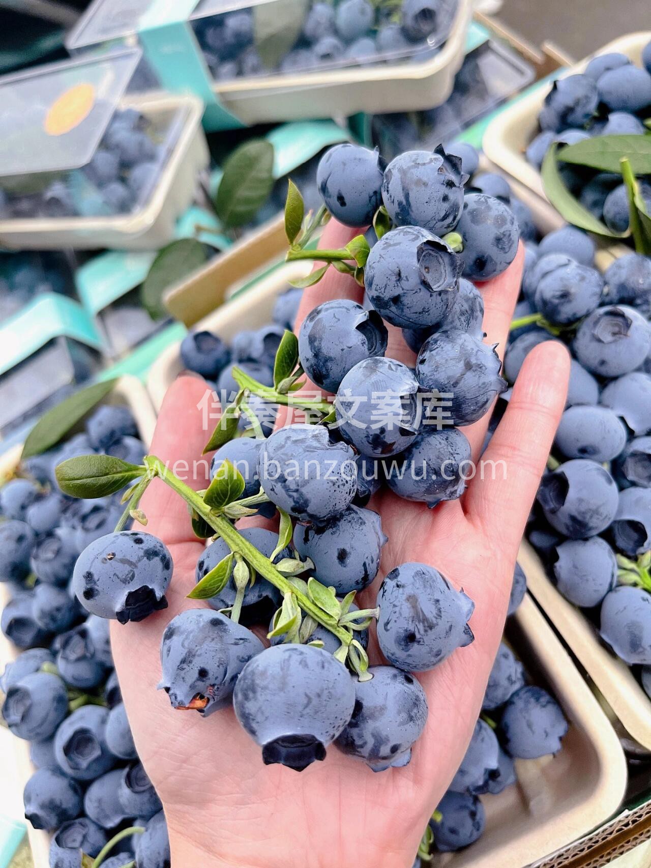 枝冠蓝莓💗甜蜜你我 枝冠蓝莓🌿甘甜的浆果 配图1