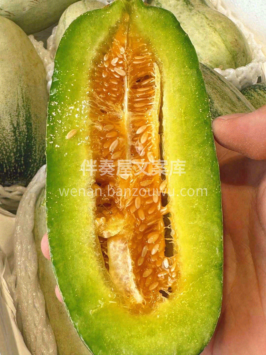 一生只有一根藤🌱，一藤只养一只瓜🥒 辉煌 配图1