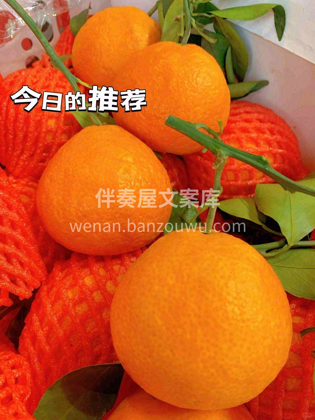 🍊爱媛橙清甜爆汁 果皮薄易剥，吃着不费劲 配图3