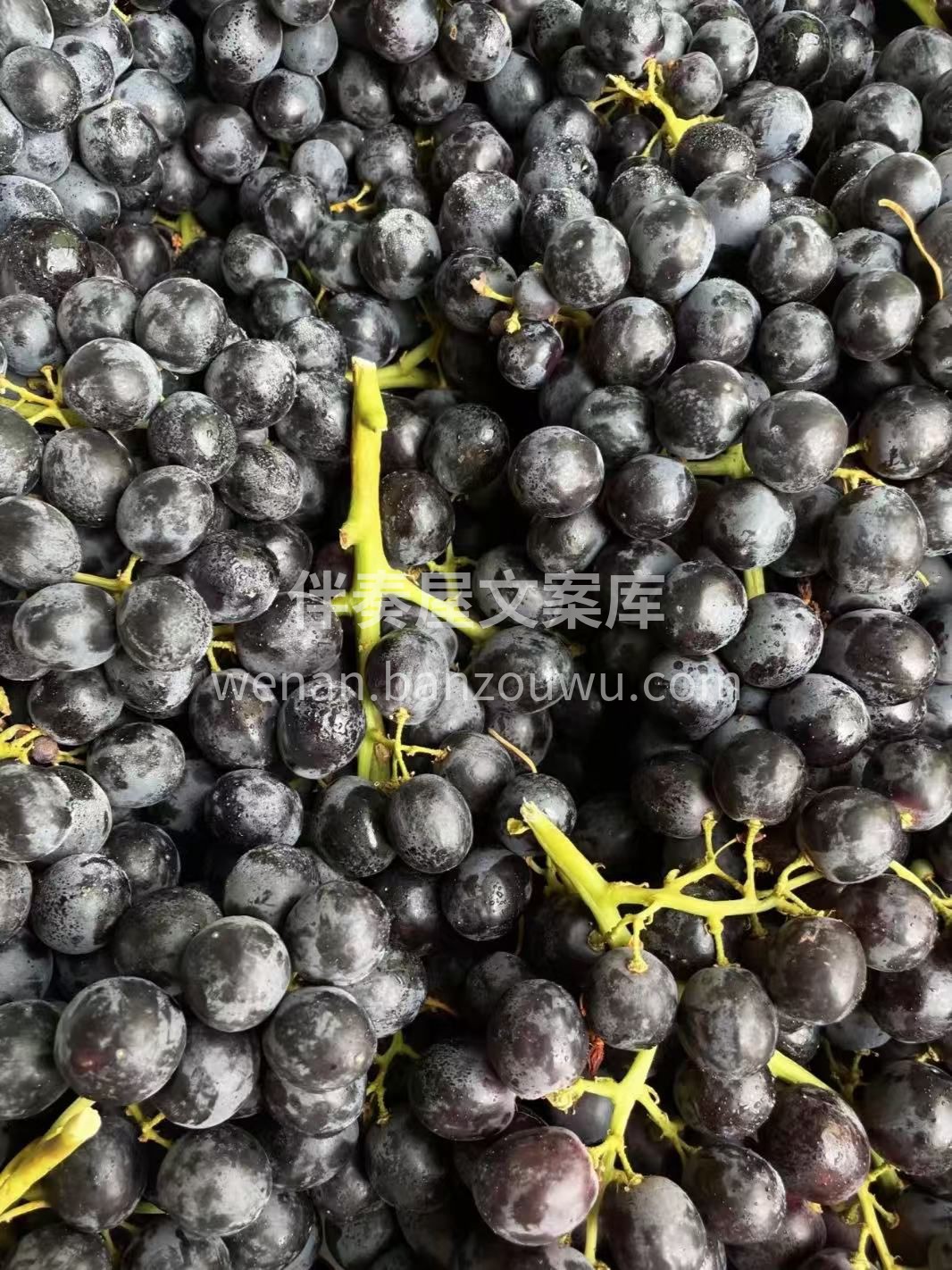 🍇玫瑰香葡萄浪漫上线 咬一口清甜带花香， 配图1