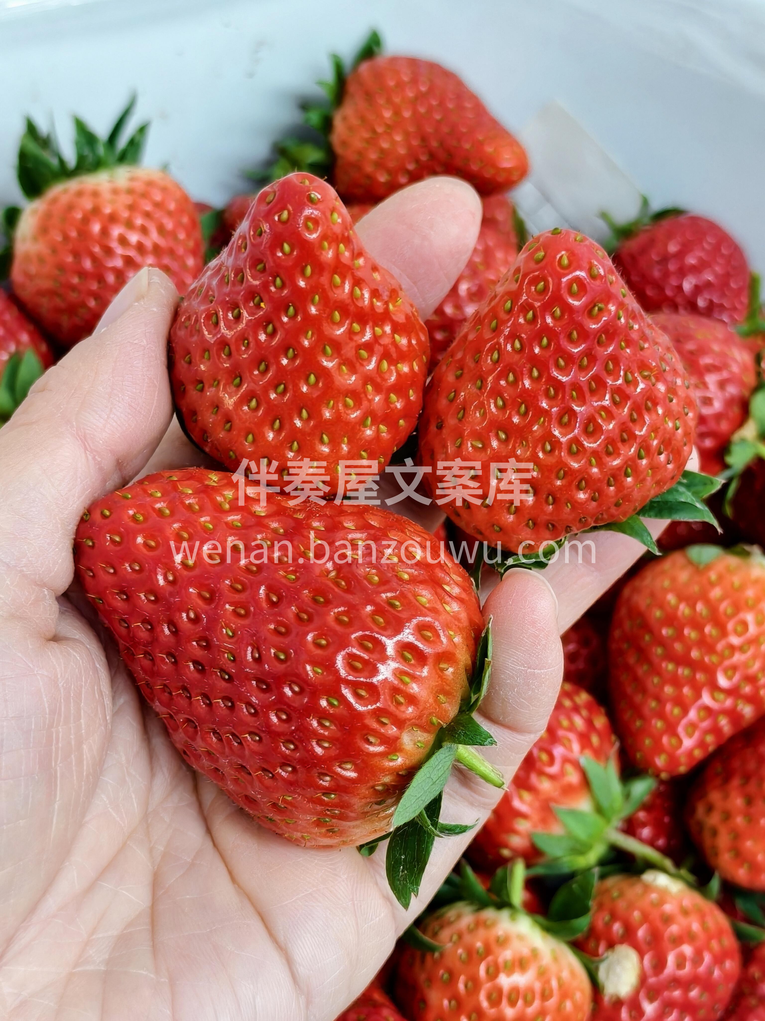 ☀️𝕤𝕡𝕣𝕚𝕟𝕘 ✧🌱 今日贩卖春天的好 配图3