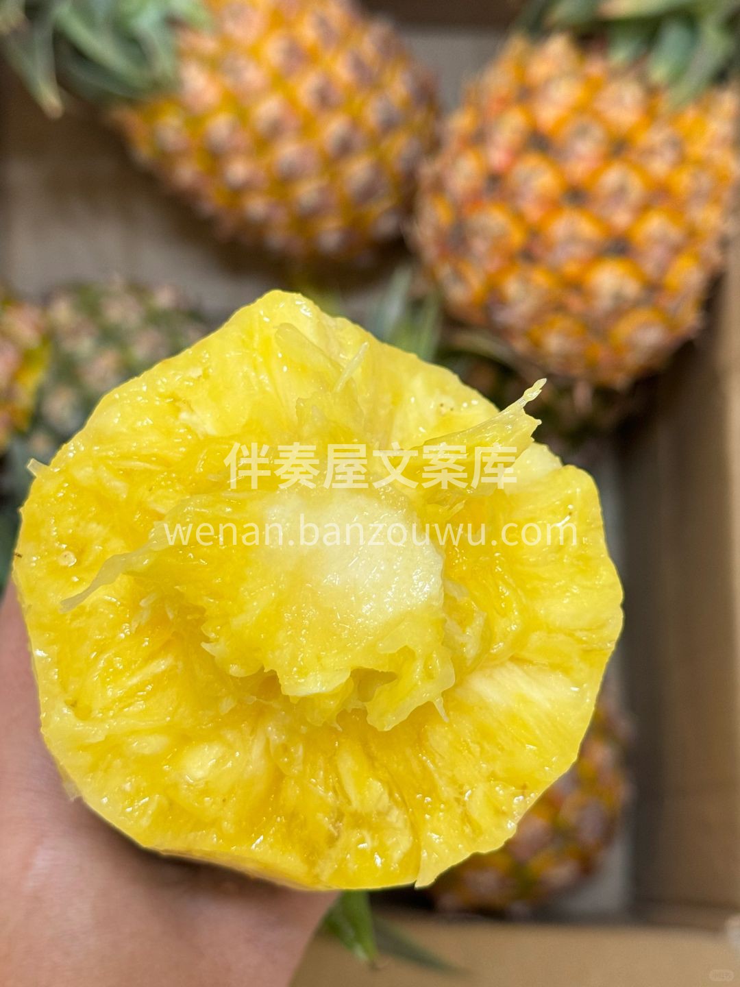🍍【春日热带风情感拉满‼️凤梨甜爆啦】  配图2