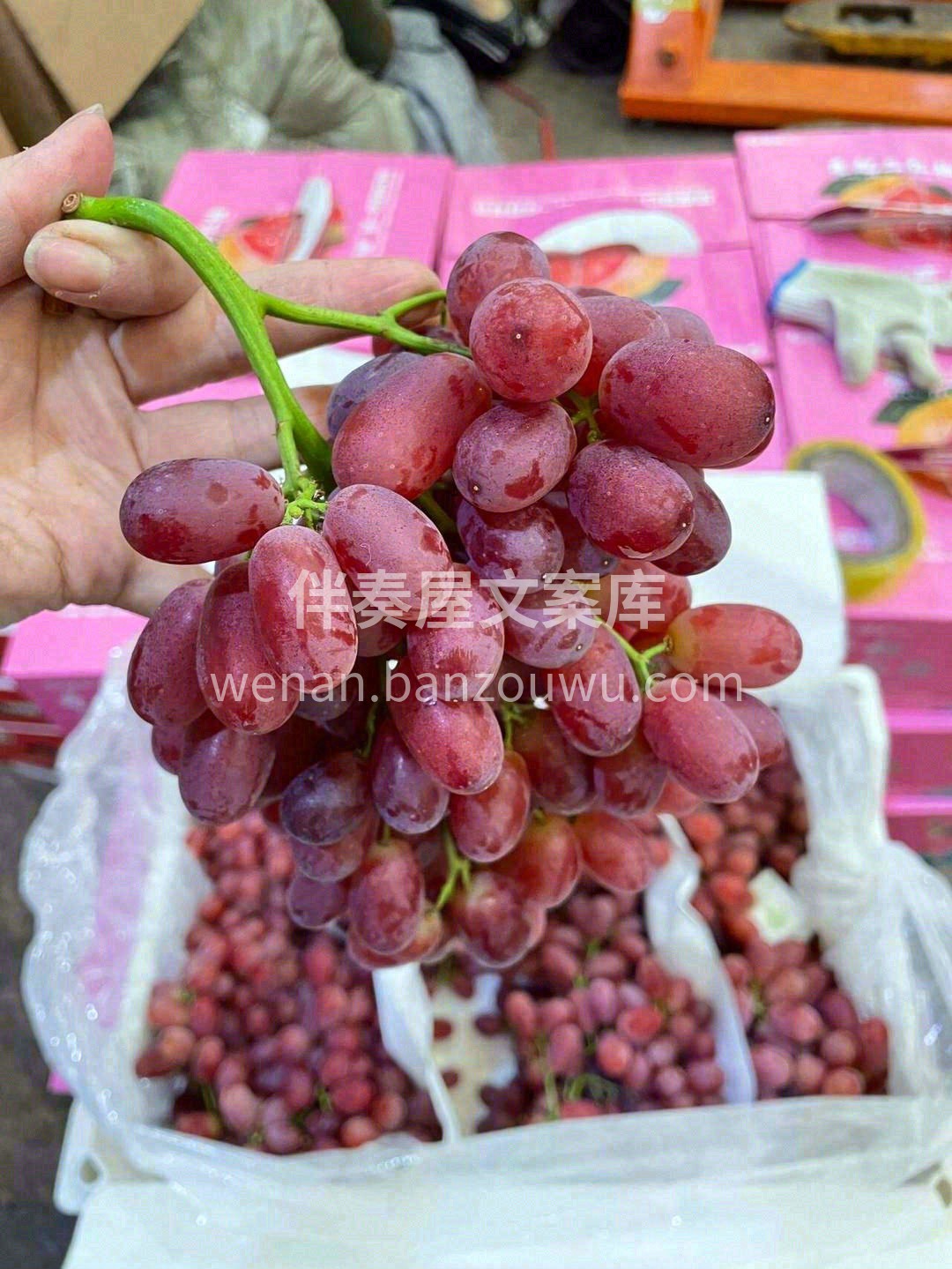 来一串无籽红提吧🍇， 挂在树上的红宝石💎 配图3