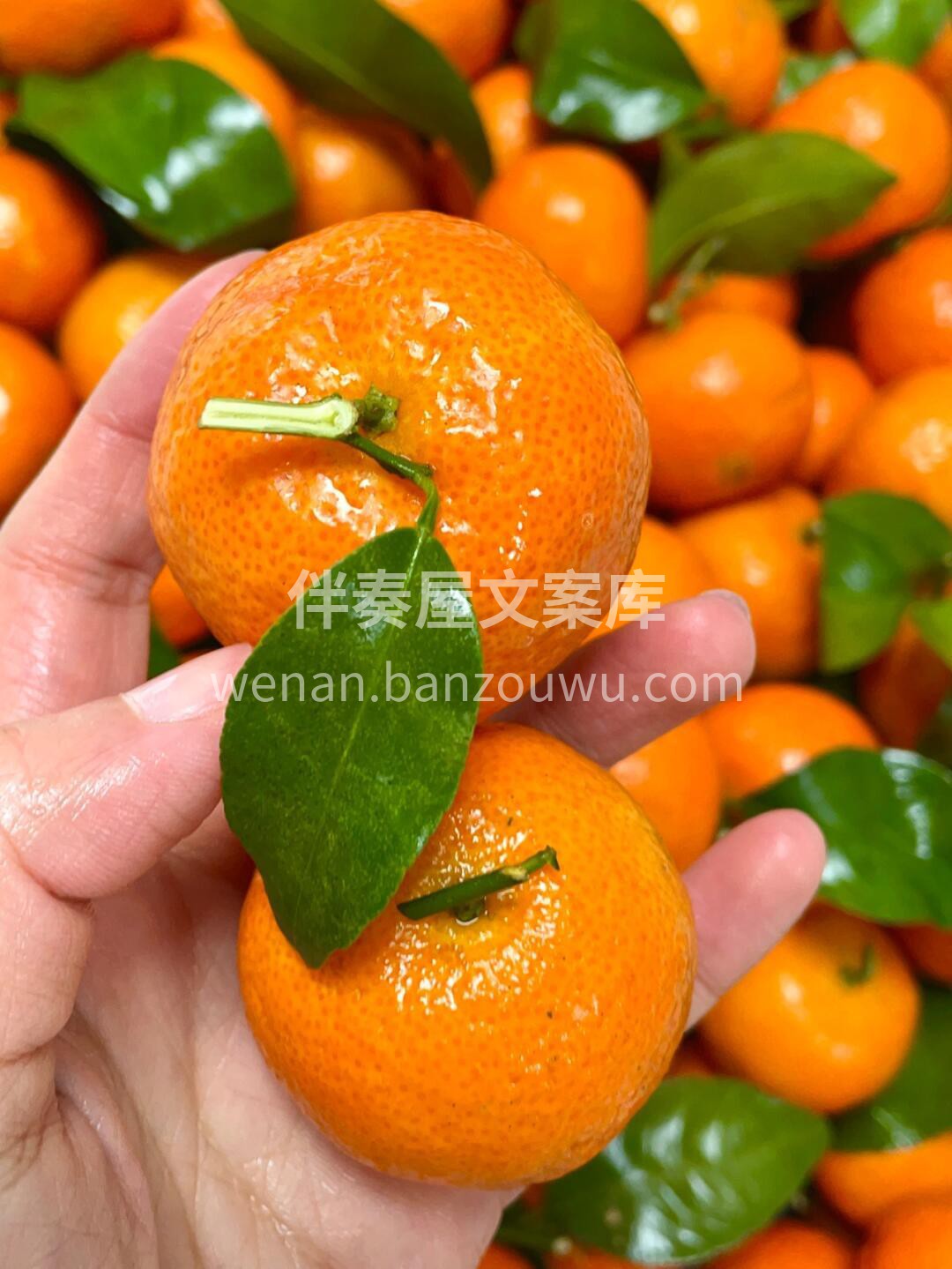 谁又能拒绝又甜又好吃的砂糖橘呢？来自砂糖 配图1