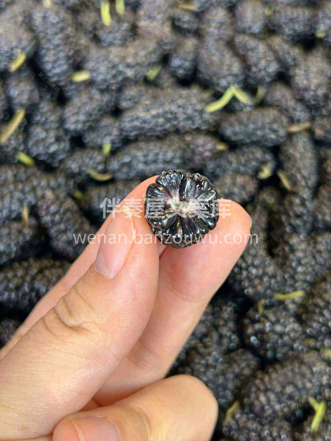 💎宝石般的桑果，红得耀眼、黑得炫目，看上 配图1