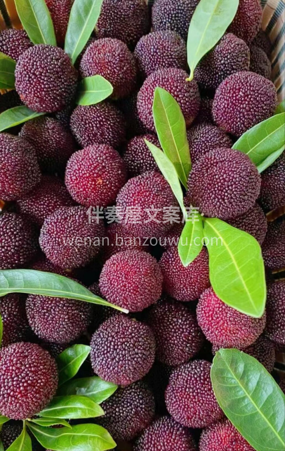 🌸初夏的季节🔆 ，来一颗酸甜爽口的“果汁 配图3
