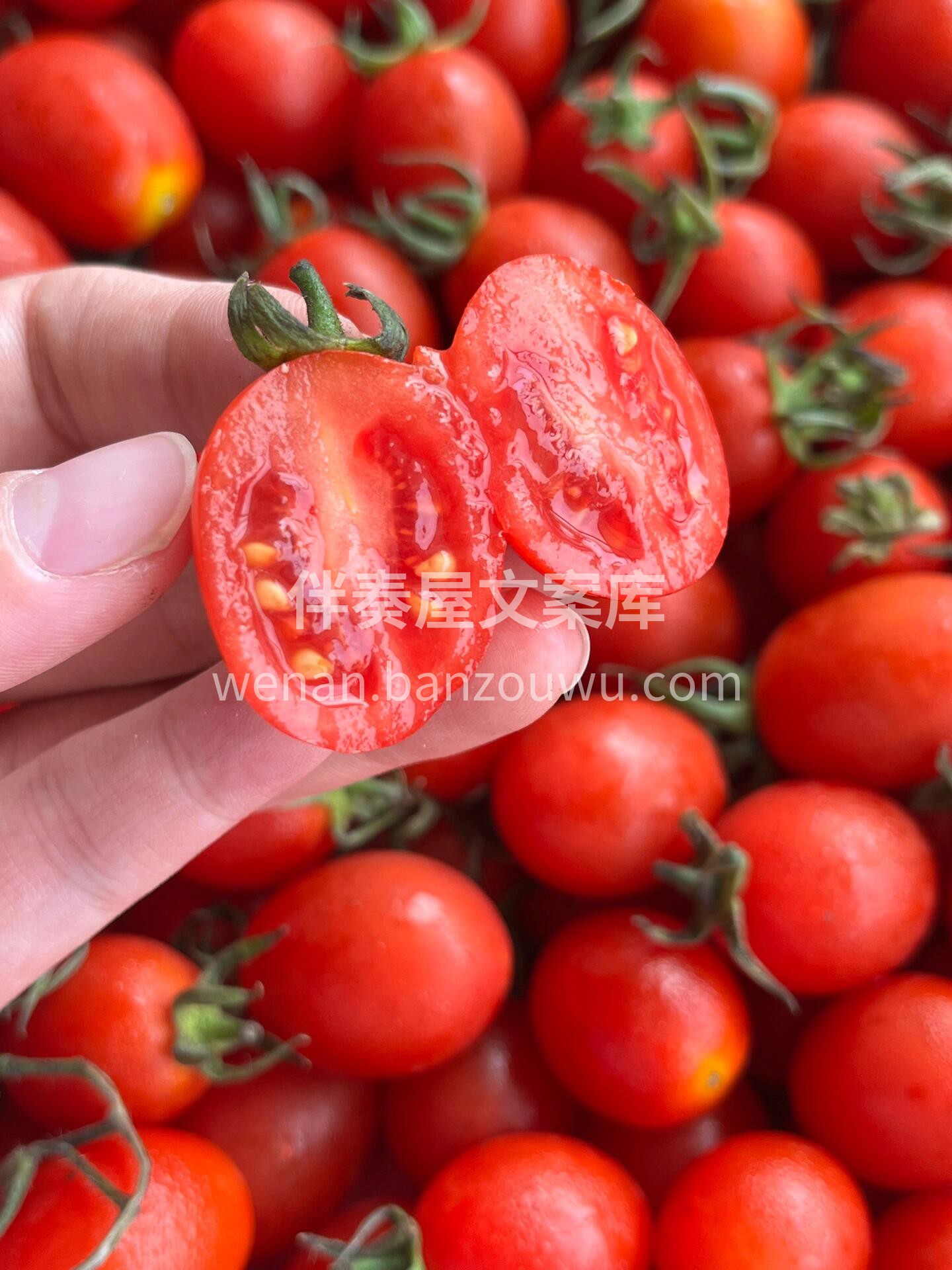 新货到家【玲珑千禧🍅】 翠绿翠绿的果叶🍃 配图1