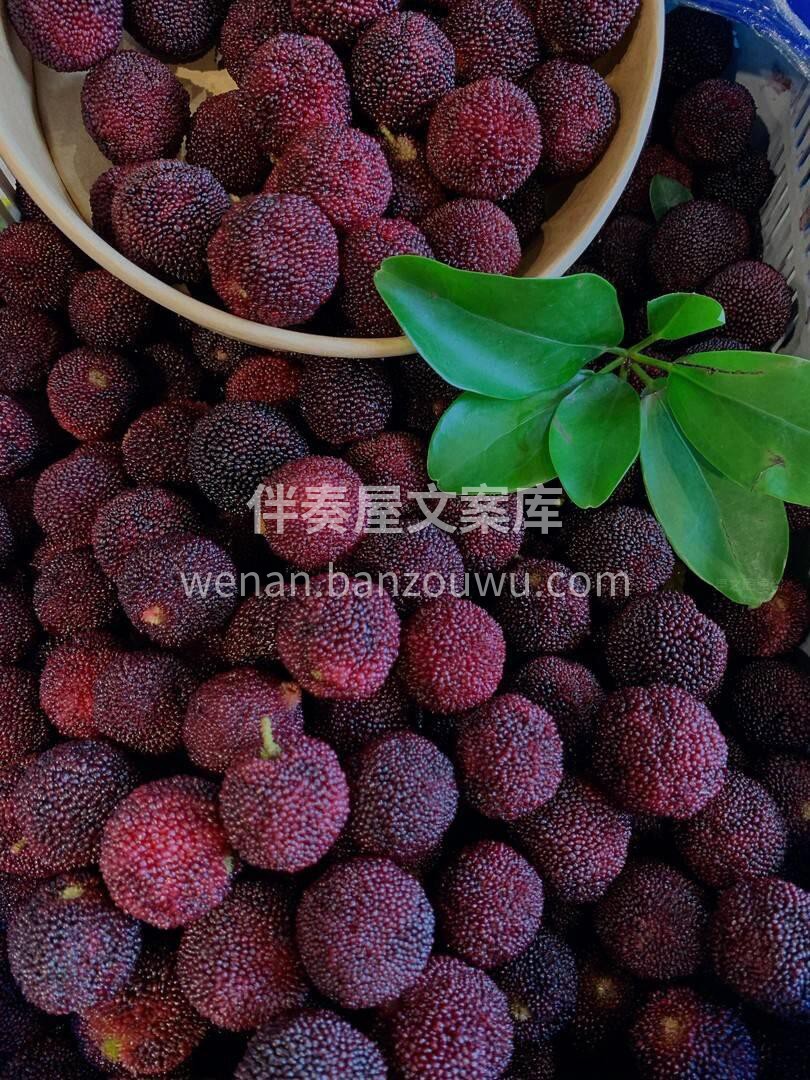 💜东魁杨梅||杨梅界的瑰宝杨梅👍 不似一 配图3