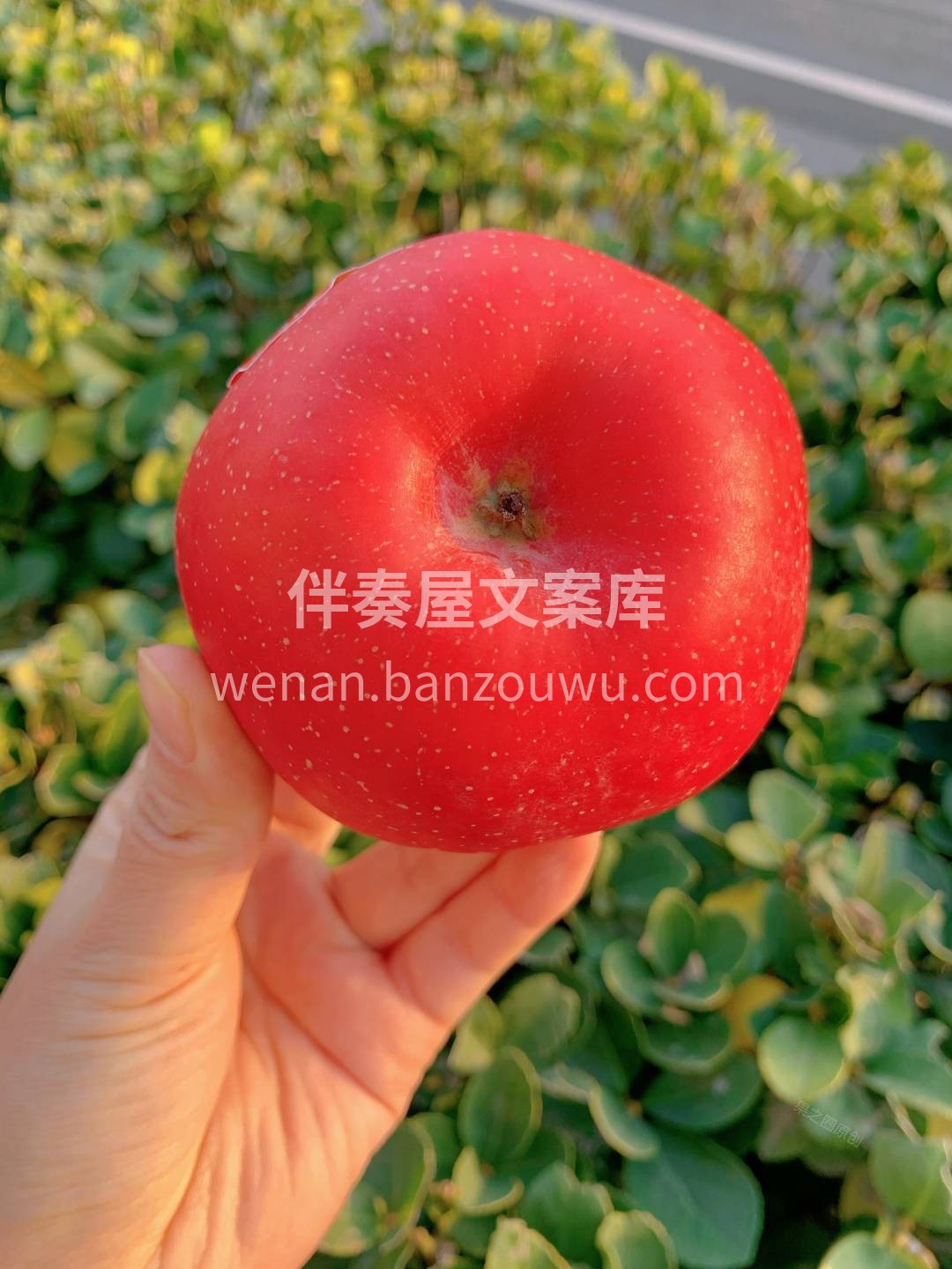 🍂一抹胭脂落在个大饱满的红富士上🍎 它看 配图2