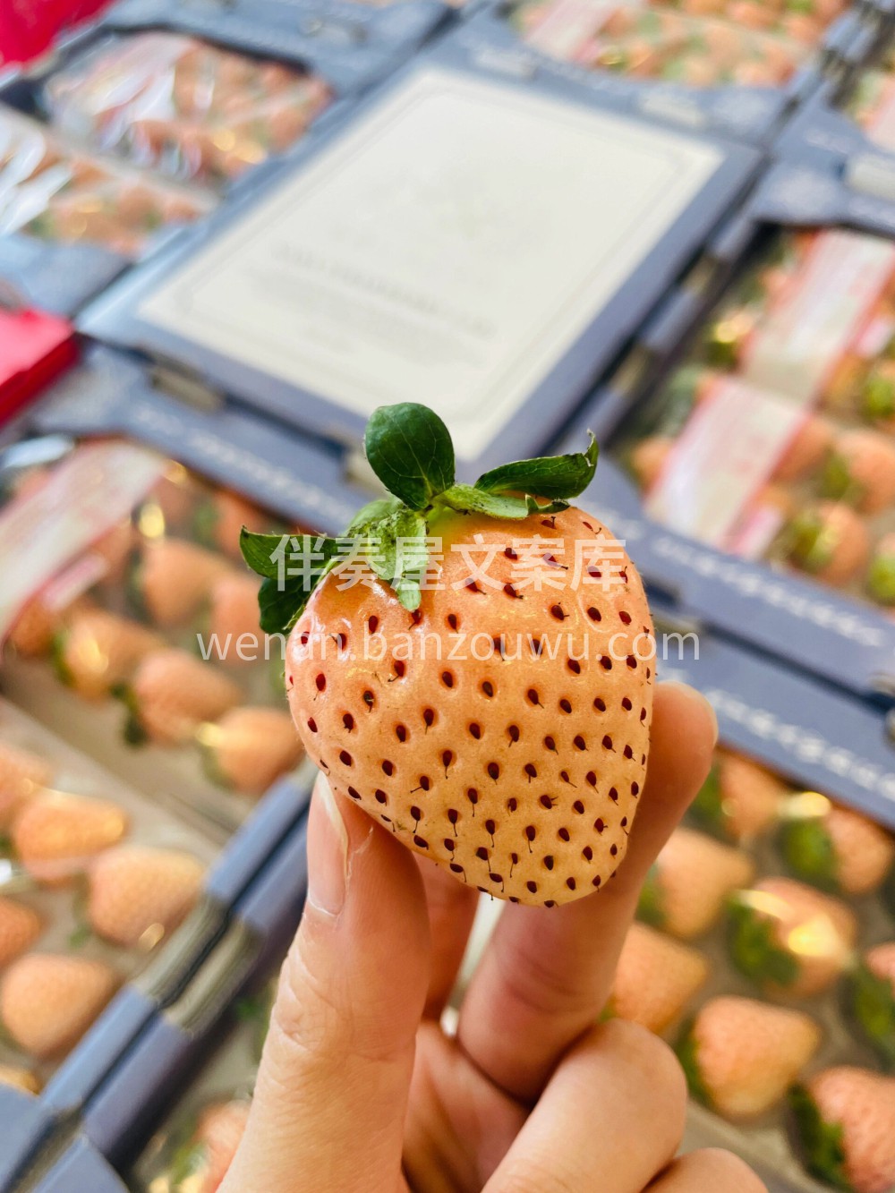 白色恋人白草莓，寻味优果草莓季吃点不一样 配图1