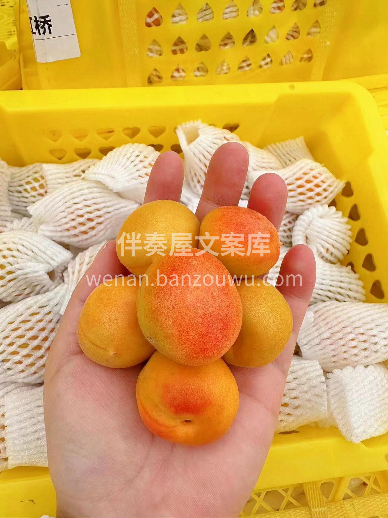 【阿克苏·新疆吊干杏】🍃 一口吊干杏从牙 配图2