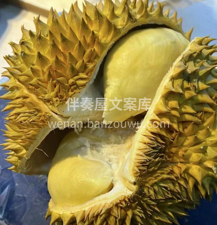 梦中榴莲，每一个果都是五房，金枕榴莲，极 配图1