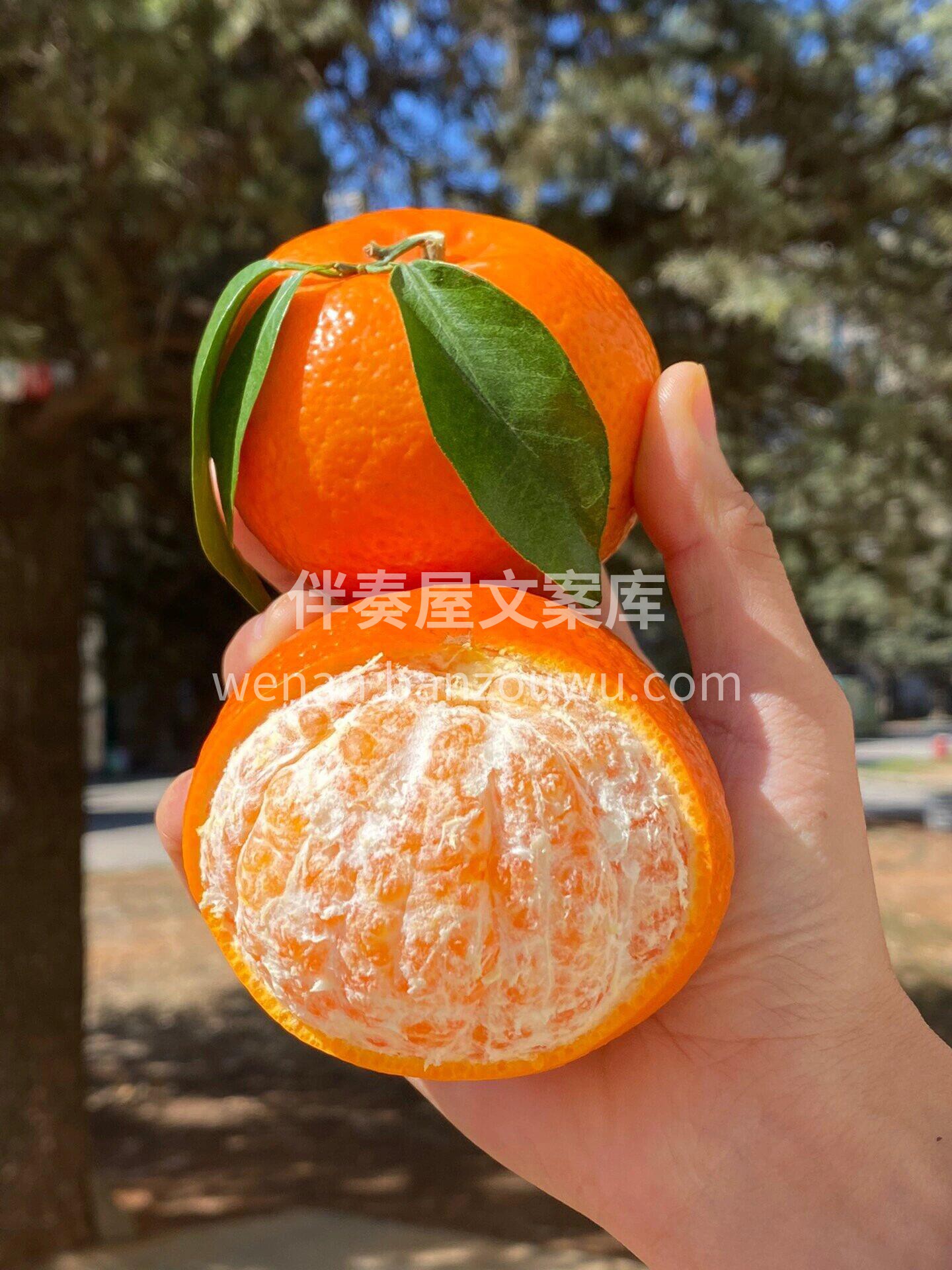 🍊🍊广西‍武鸣沃柑 💋爽͏口甜͏蜜  ， 配图1