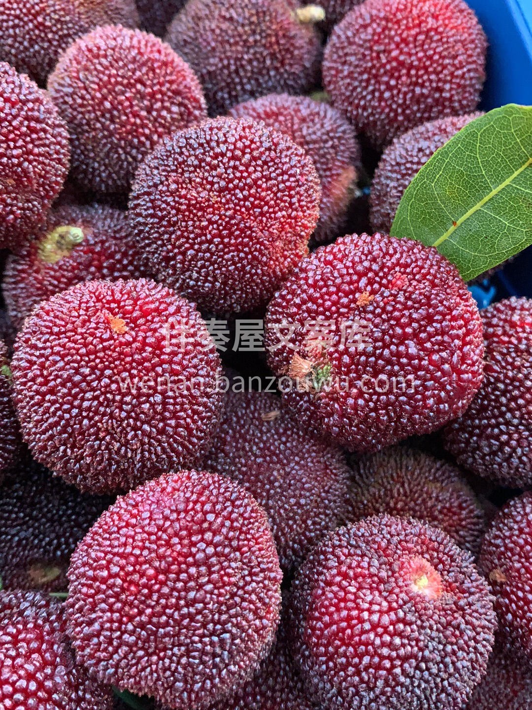 💜东魁杨梅是杨梅中的爱马仕，地理环境和🔆 配图1