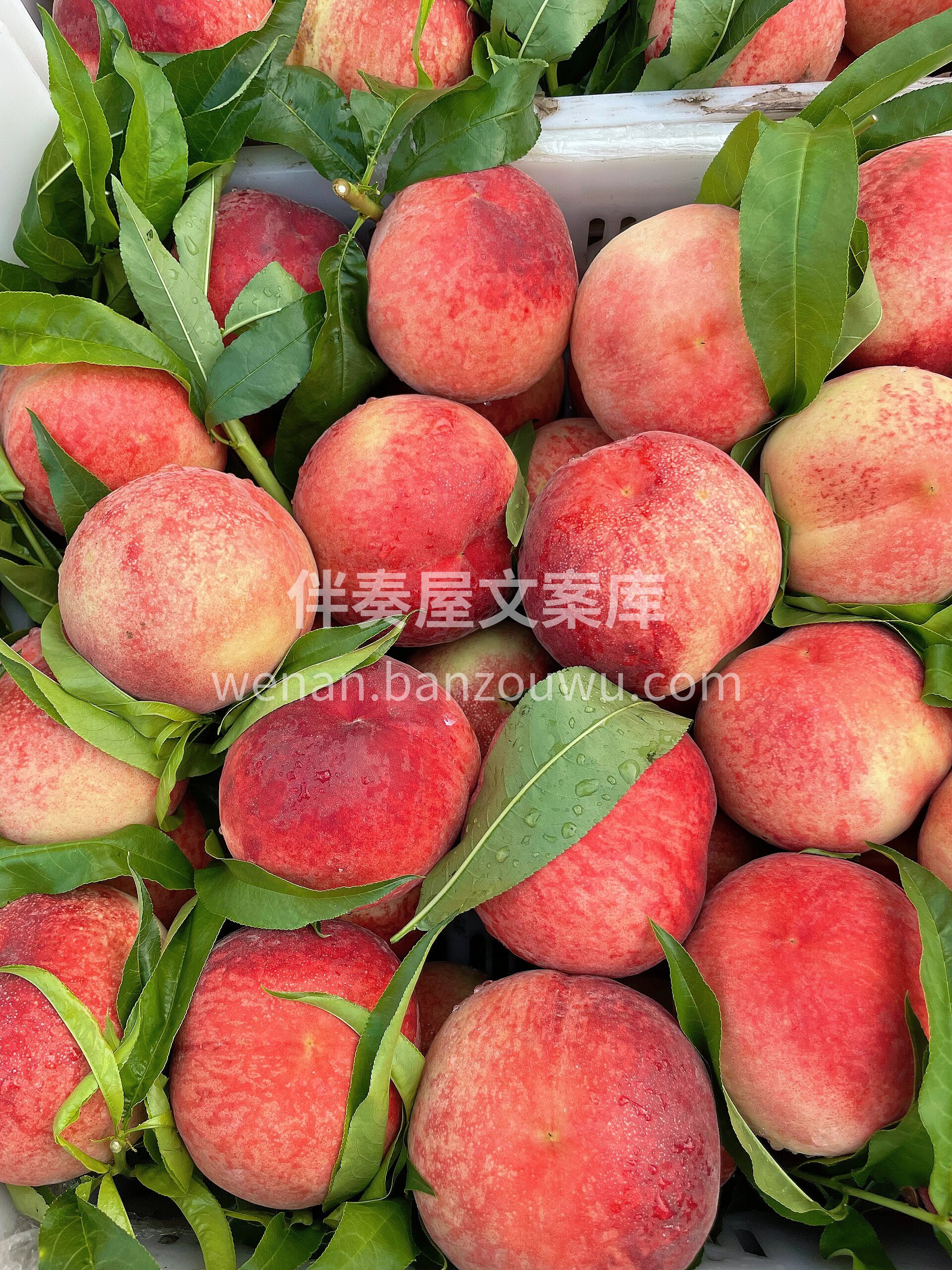 🍑纯甜桃子🥰刚收到是脆桃，肉质紧实，细腻 配图3